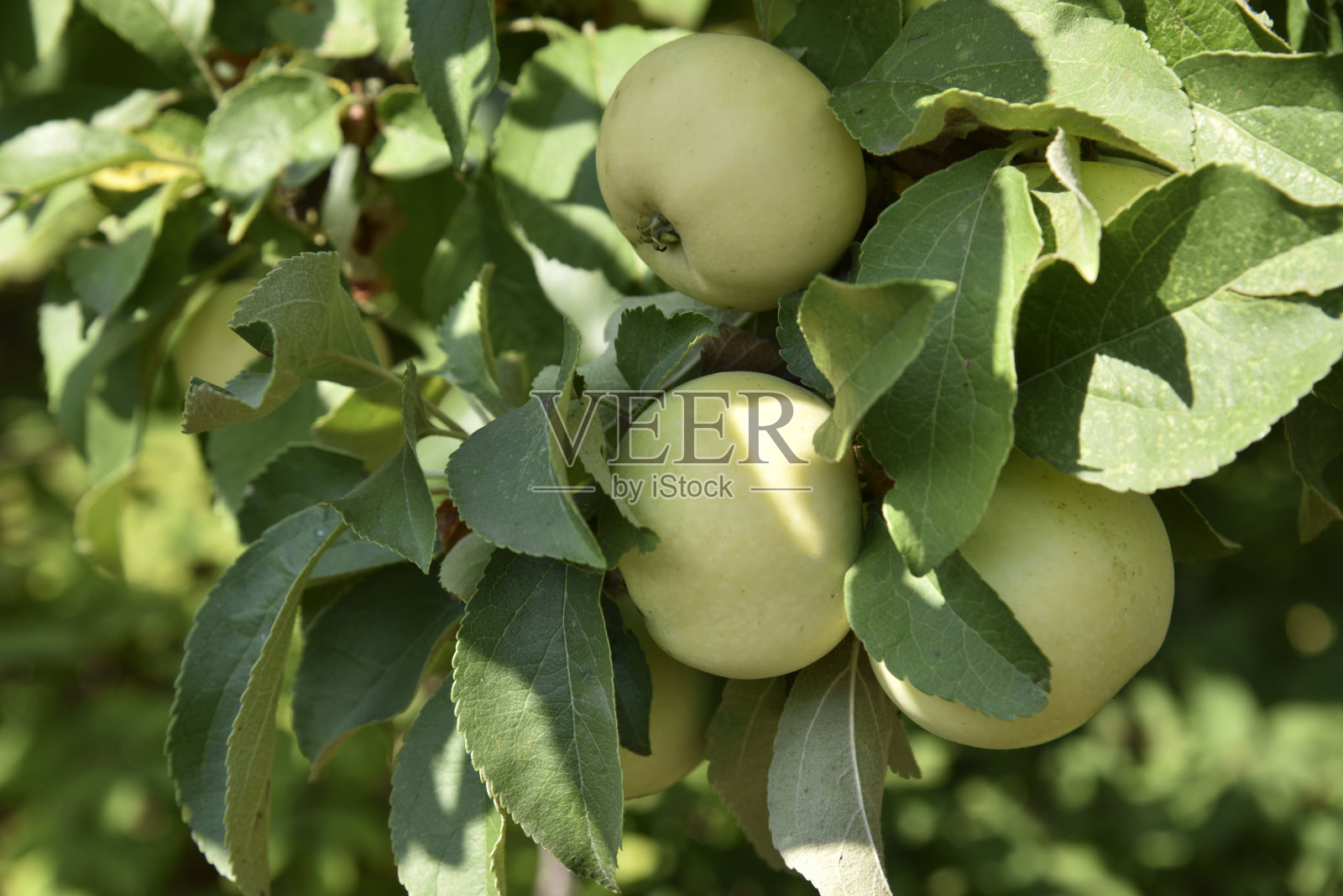 秋天苹果树树枝上黄绿色的大苹果。花园里有美味的苹果。照片摄影图片