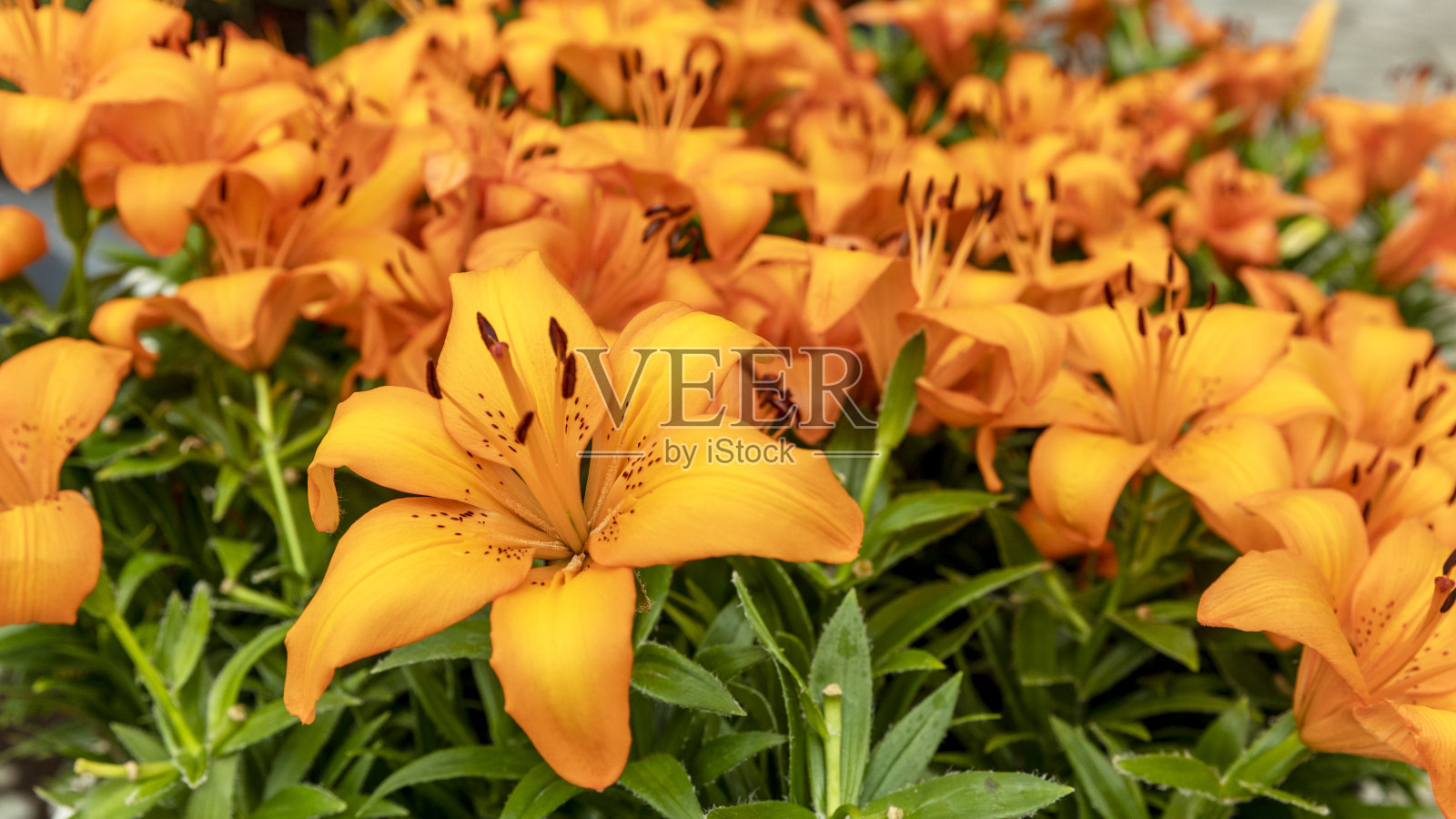 郁金香，爱情和健康之花照片摄影图片