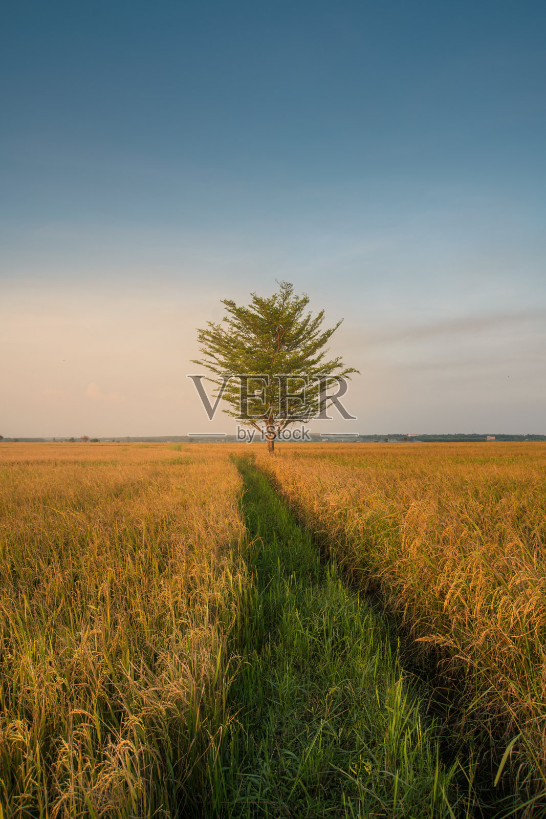 稻田照片摄影图片