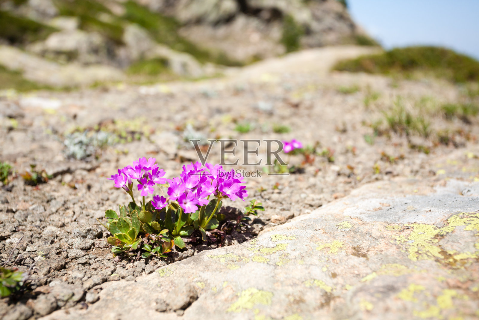 紫金山花细部观照片摄影图片