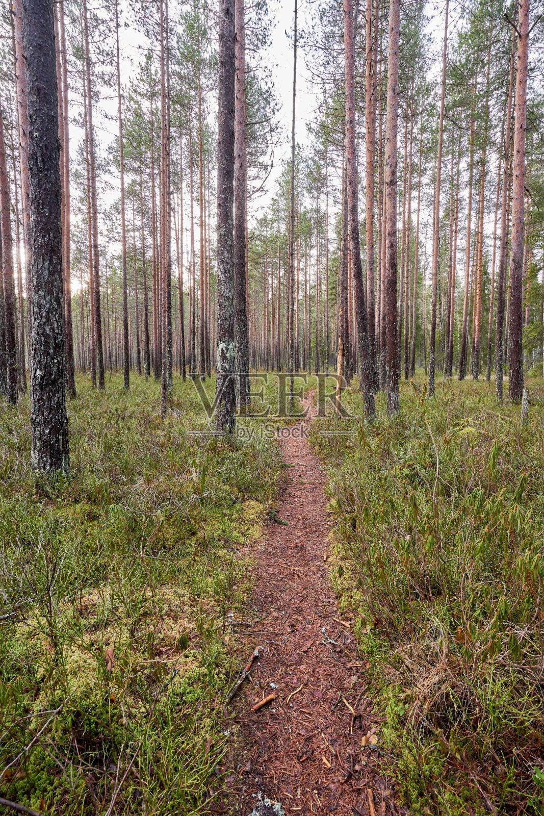 垂直拍摄森林中高大松树的步行路径照片摄影图片