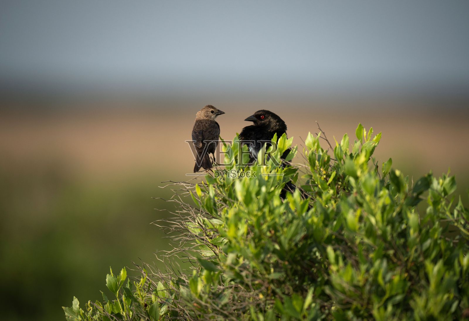 一对小鸟在森林里的绿色植物上照片摄影图片