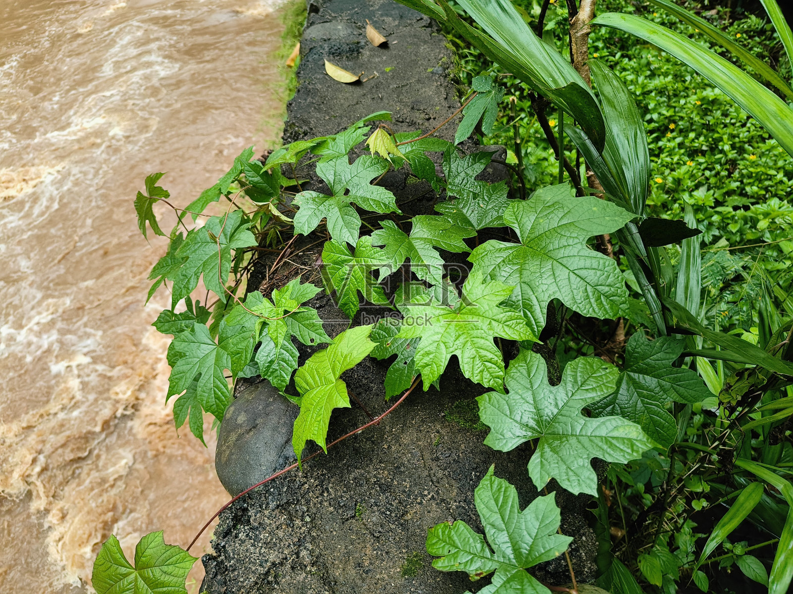 叶照片摄影图片