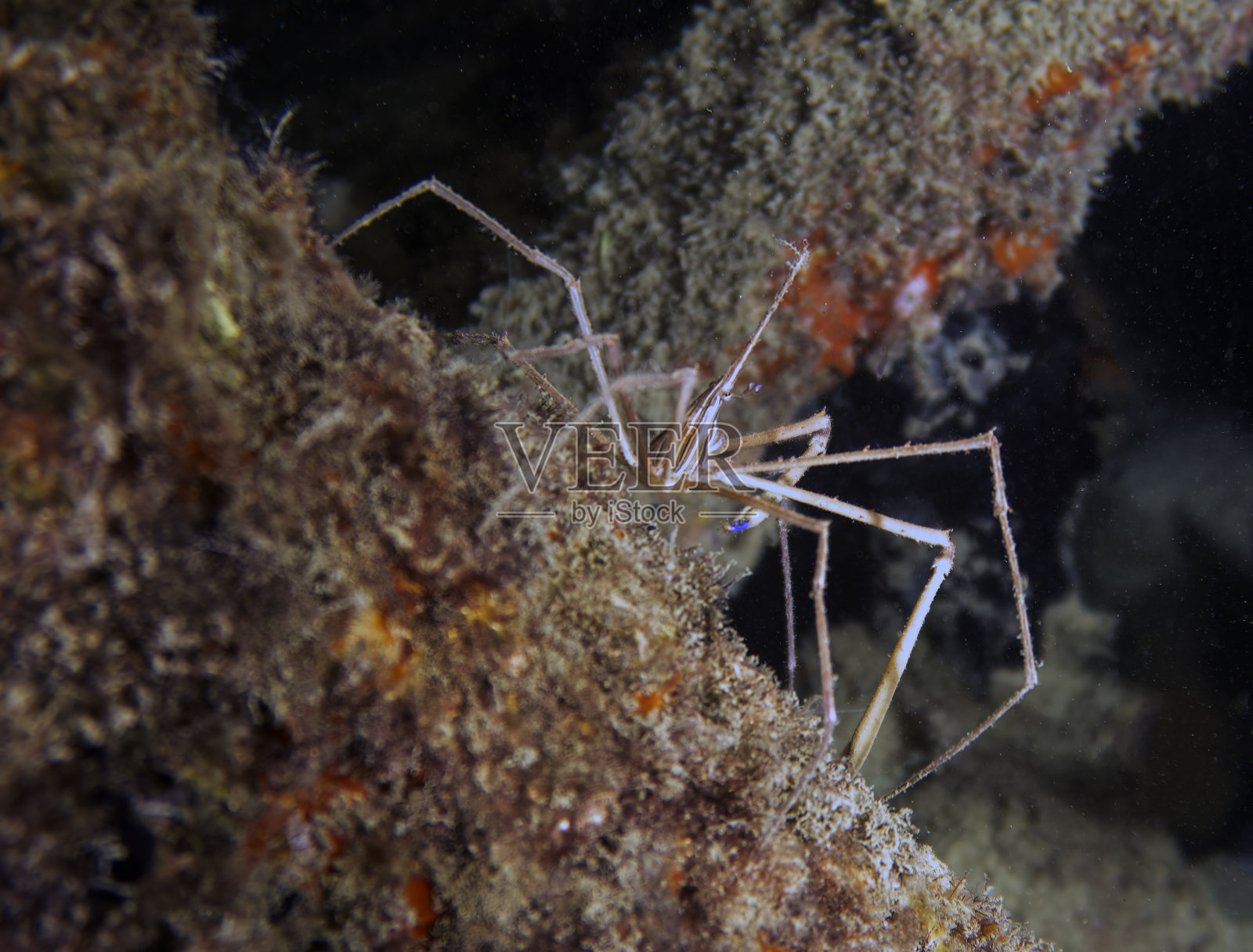 美国佛罗里达州的一只箭头蟹(Stenorhynchus seticornis)照片摄影图片
