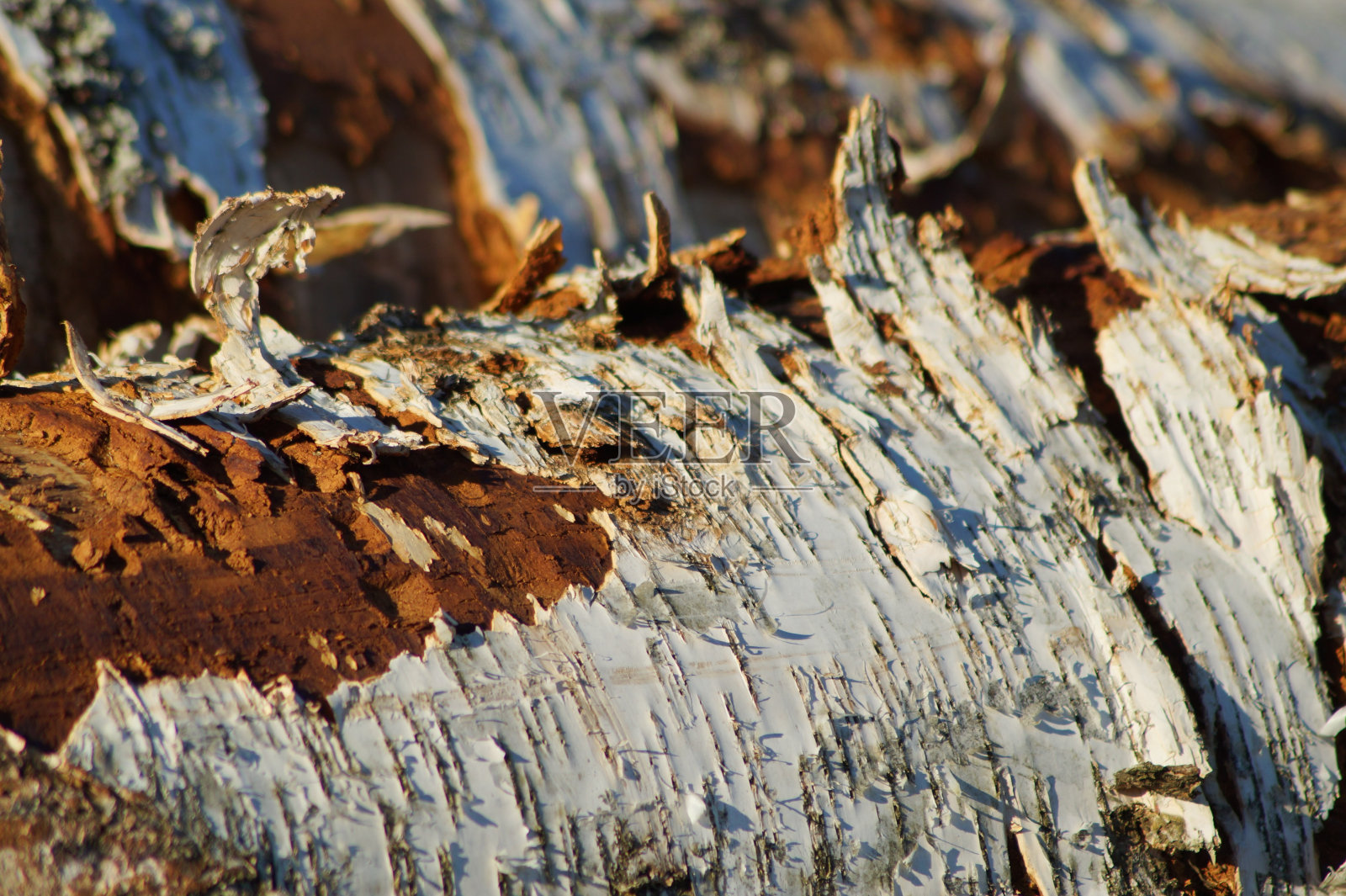 近距离的树皮上倒下的树照片摄影图片