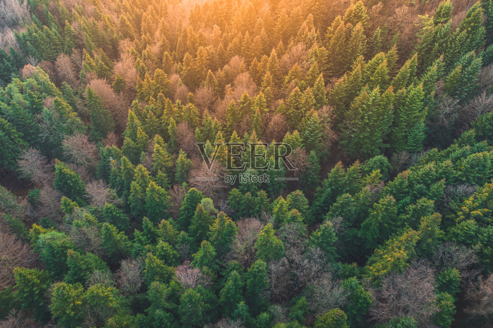 早晨鸟瞰森林，阳光洒在树上。无人机的观点照片摄影图片