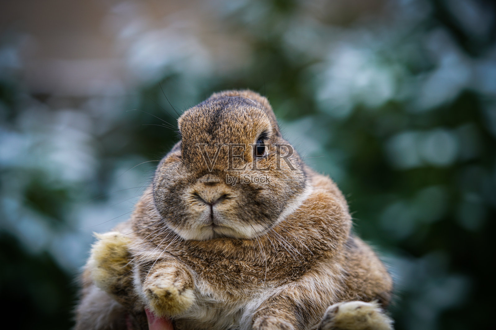 胖乎乎的棕色兔子照片摄影图片