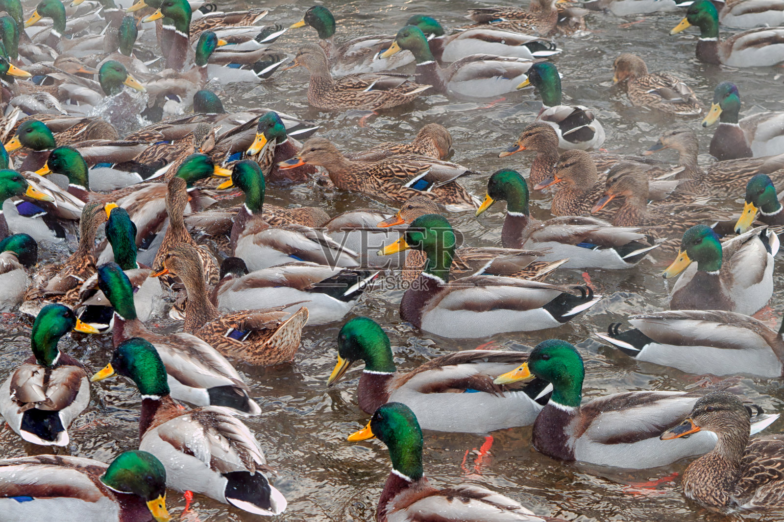 湖上有一群野鸭。许多野鸭在湖里游泳。照片摄影图片