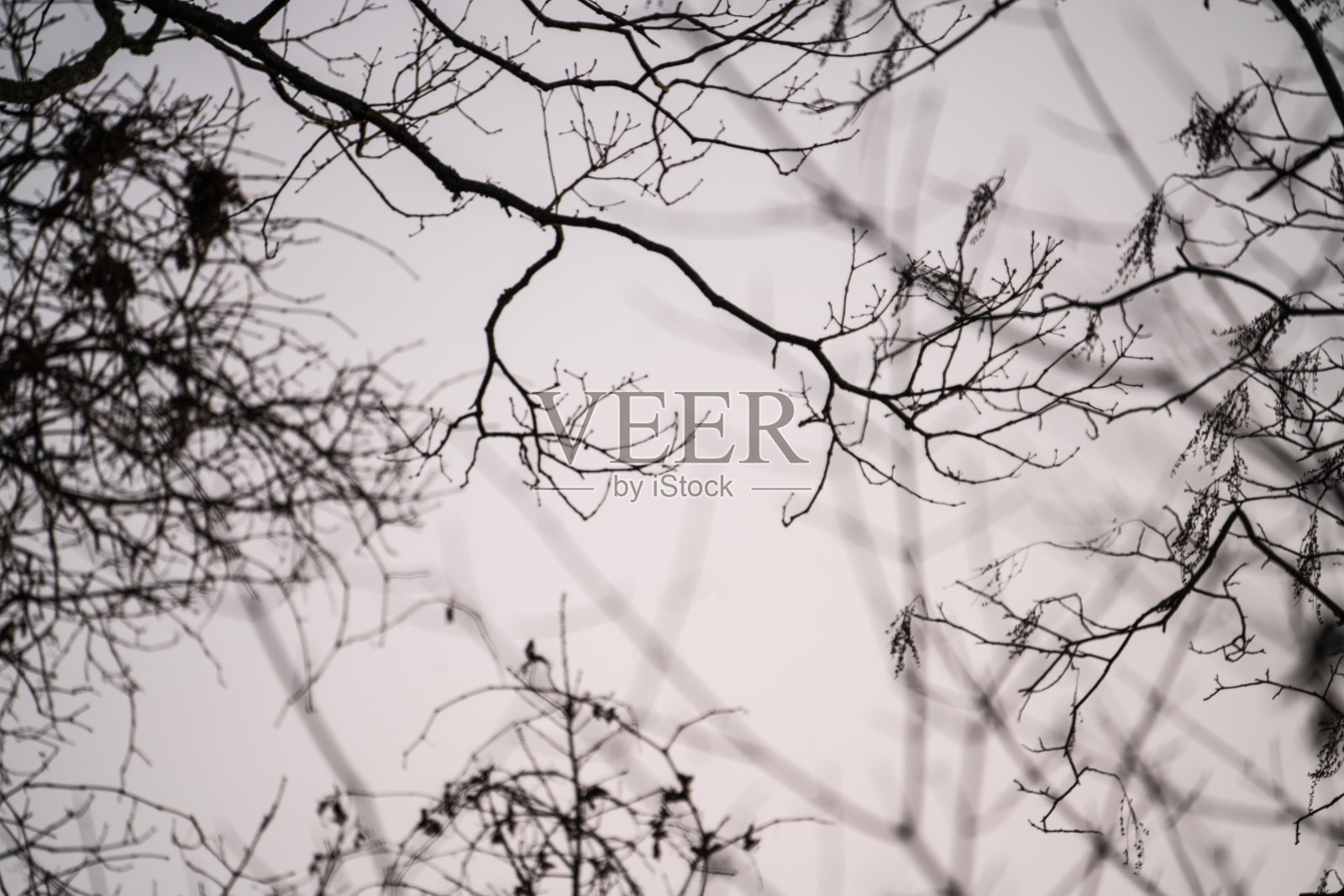 在冬天仰望树木照片摄影图片