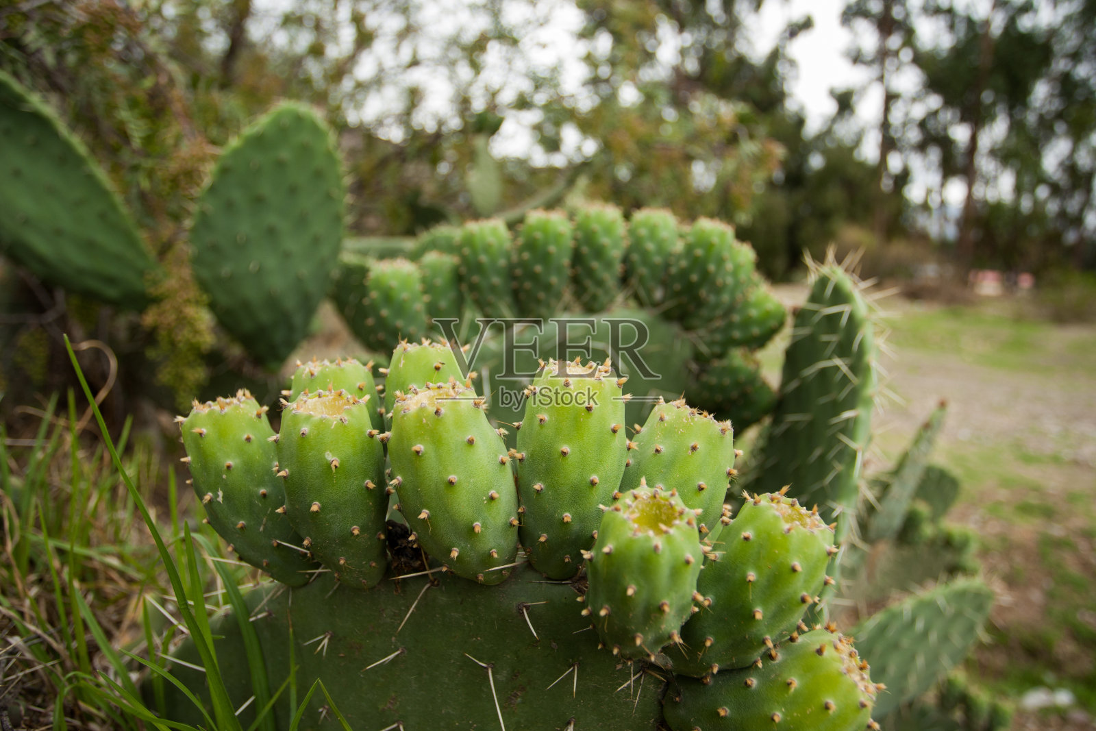 绿色仙人掌。水果和植物的概念。照片摄影图片