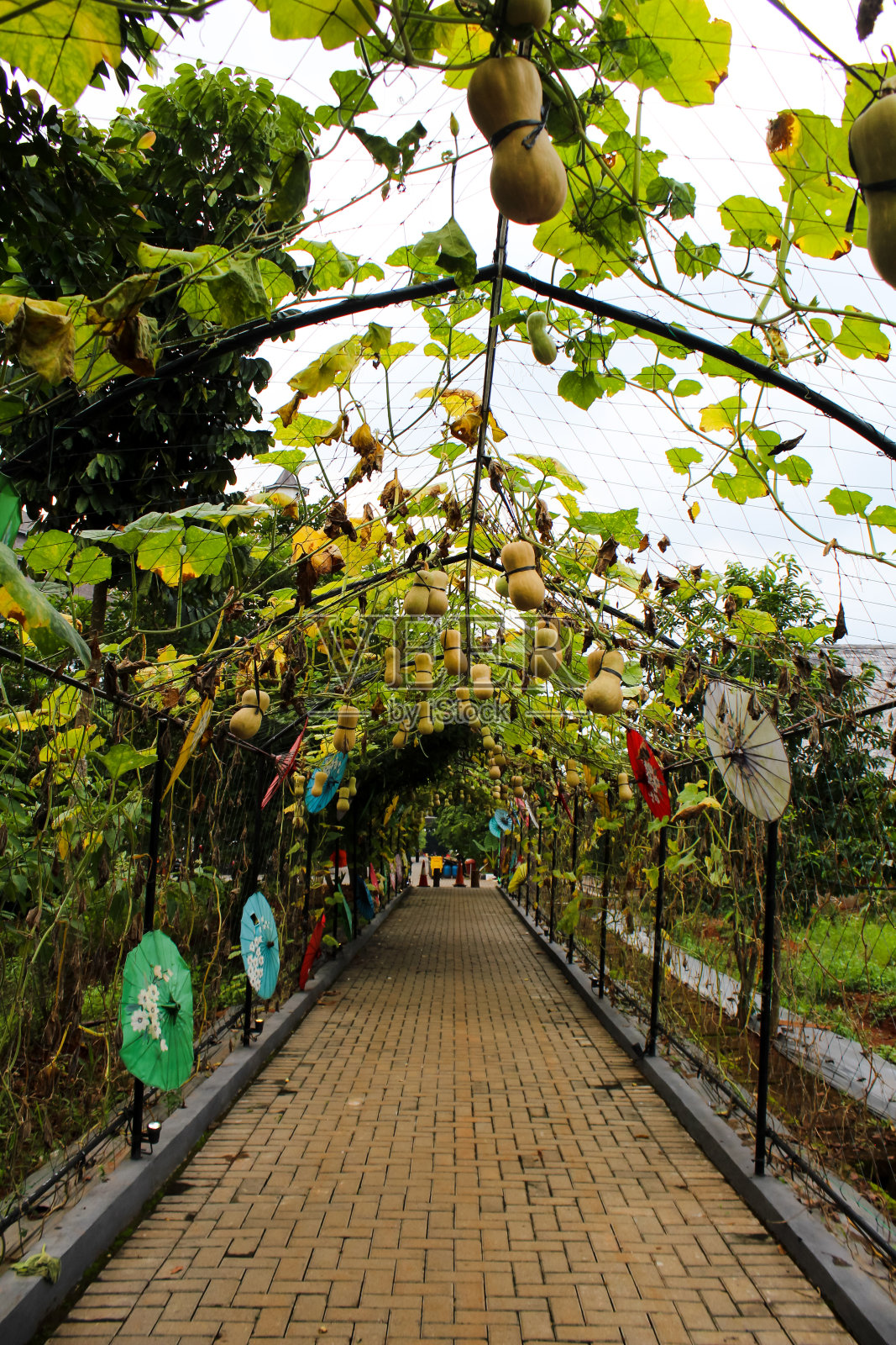 植物隧道装饰有雨伞和水果基地Tajug Gede Purwakarta照片摄影图片