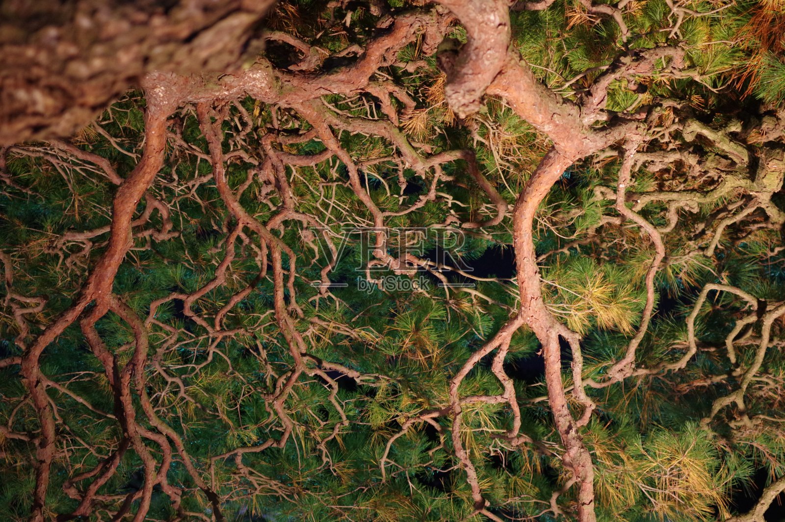 日式花园中的松枝和松叶照片摄影图片