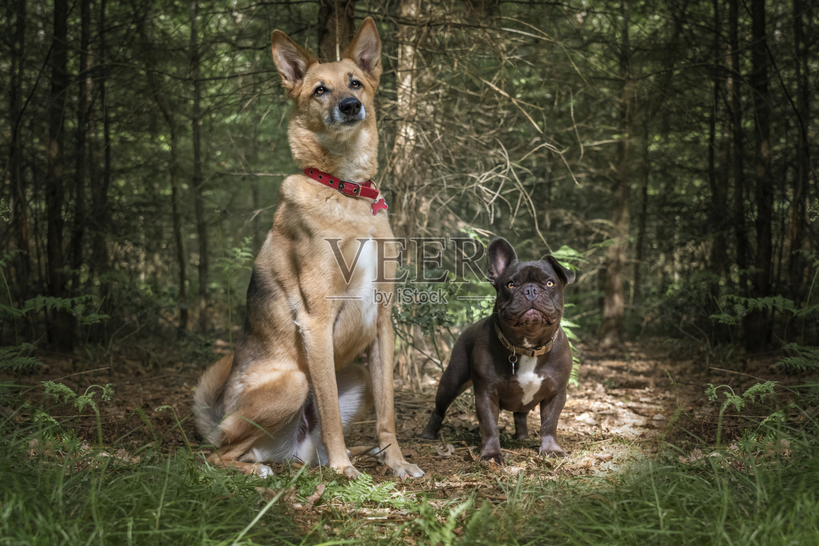森林里的两只狗，德国牧羊犬萨卢基和法国斗牛犬照片摄影图片