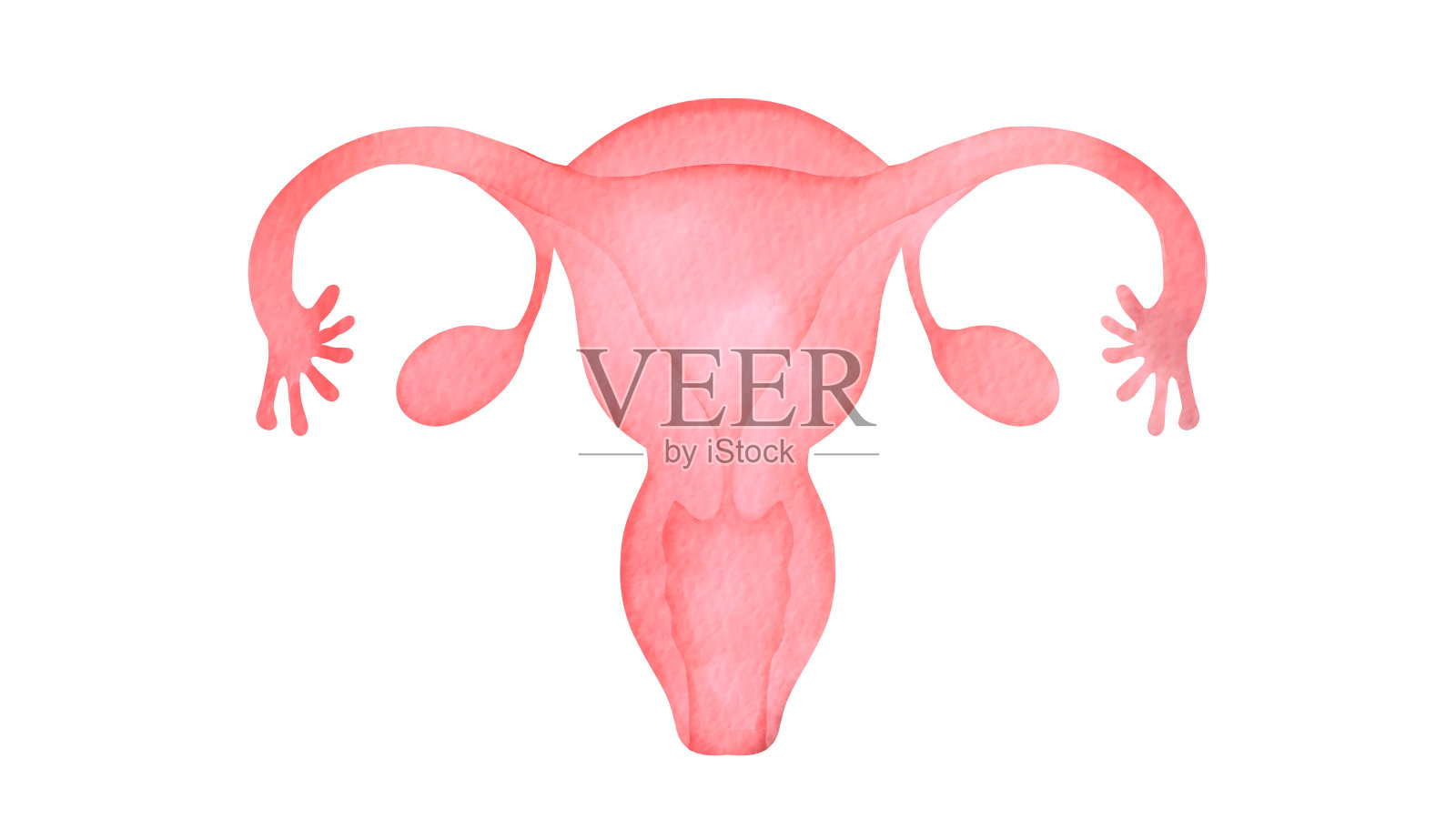 人类子宫插画图片素材