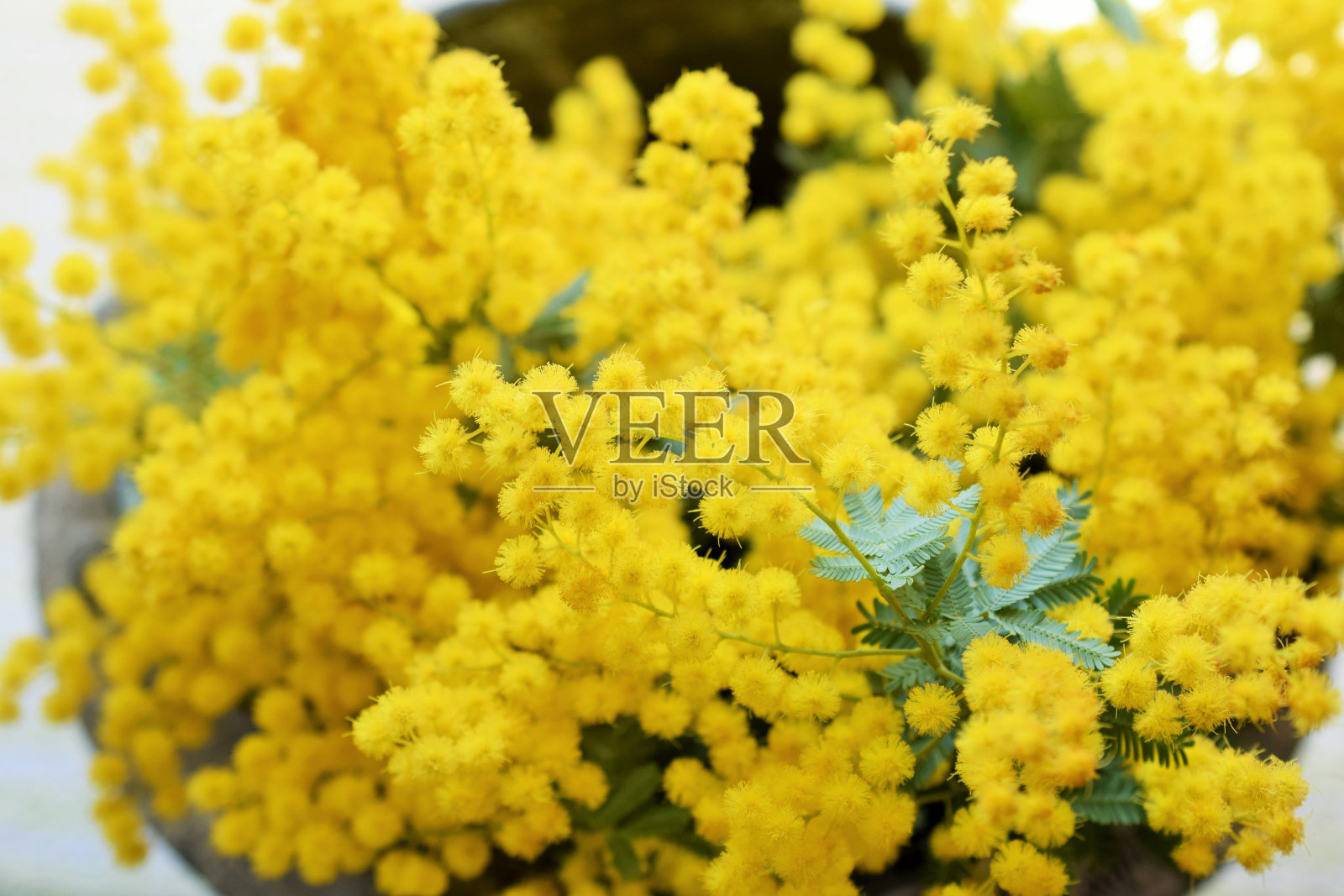 桌上放着含羞草花。照片摄影图片