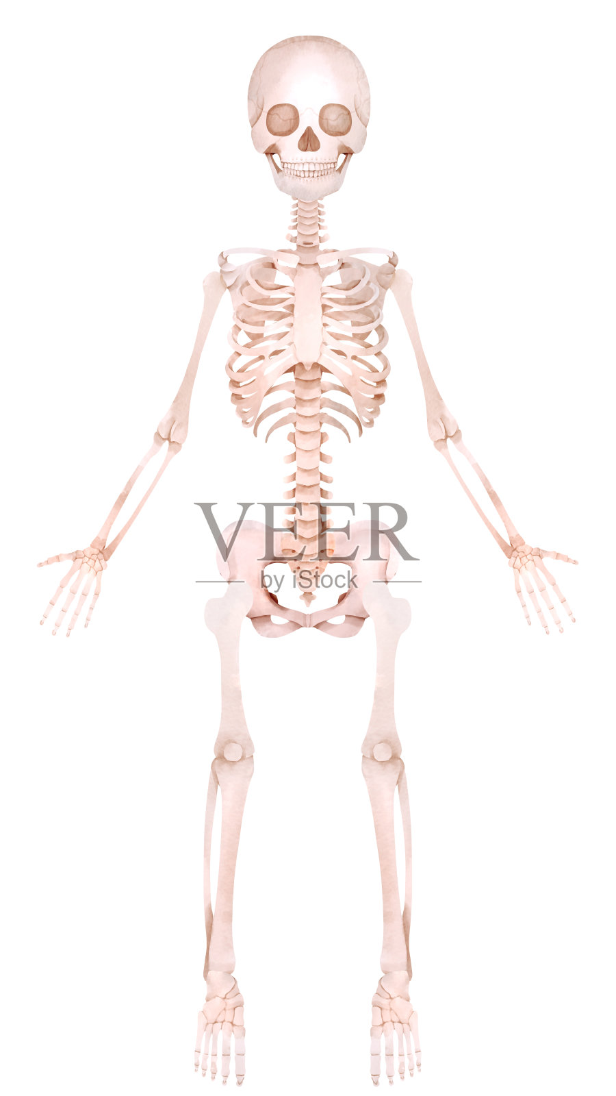 人体全身骨架插画图片素材