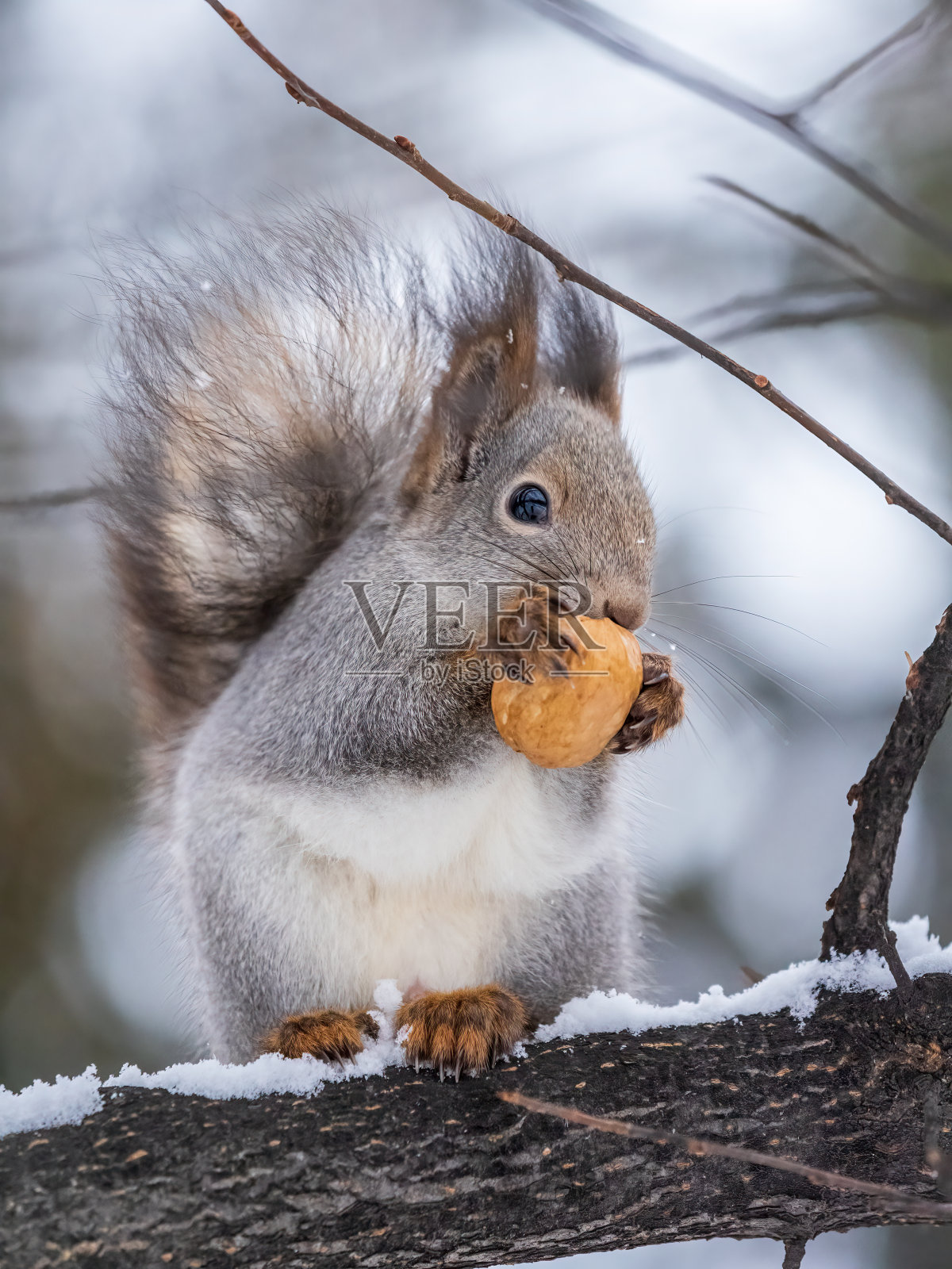 带坚果的松鼠在冬天或深秋坐在树上。照片摄影图片