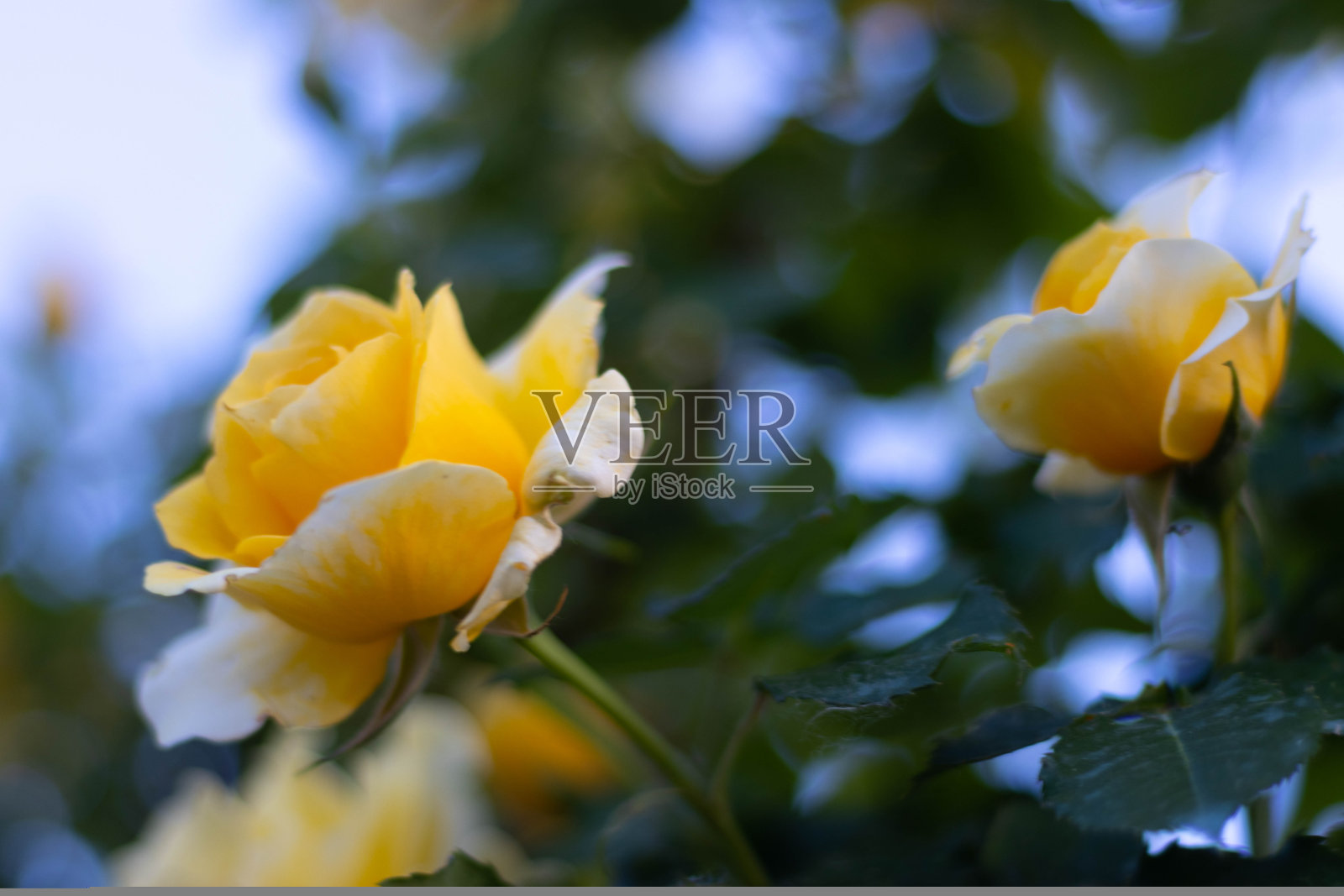 黄玫瑰生长在意大利乡村照片摄影图片