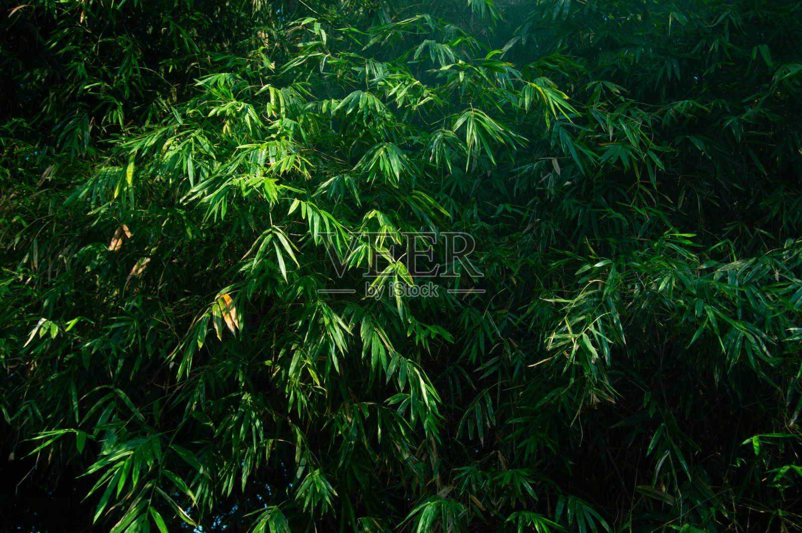浓密而绿色的竹叶植物照片摄影图片