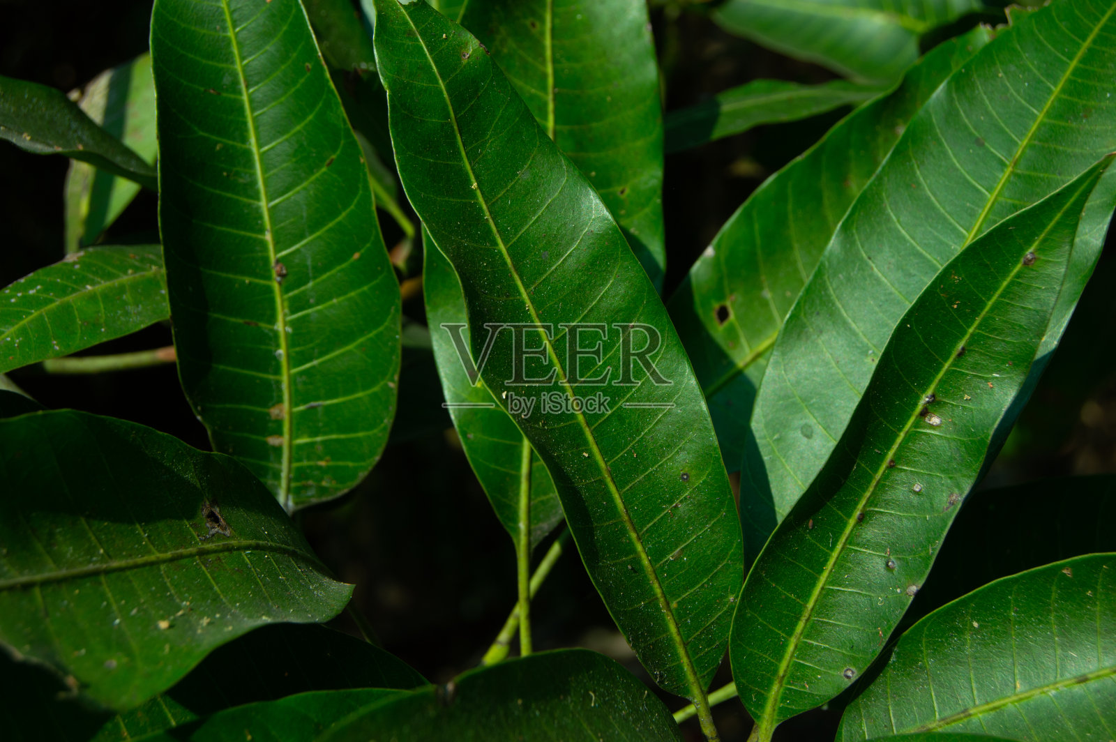 新鲜浓密的绿色芒果叶照片摄影图片