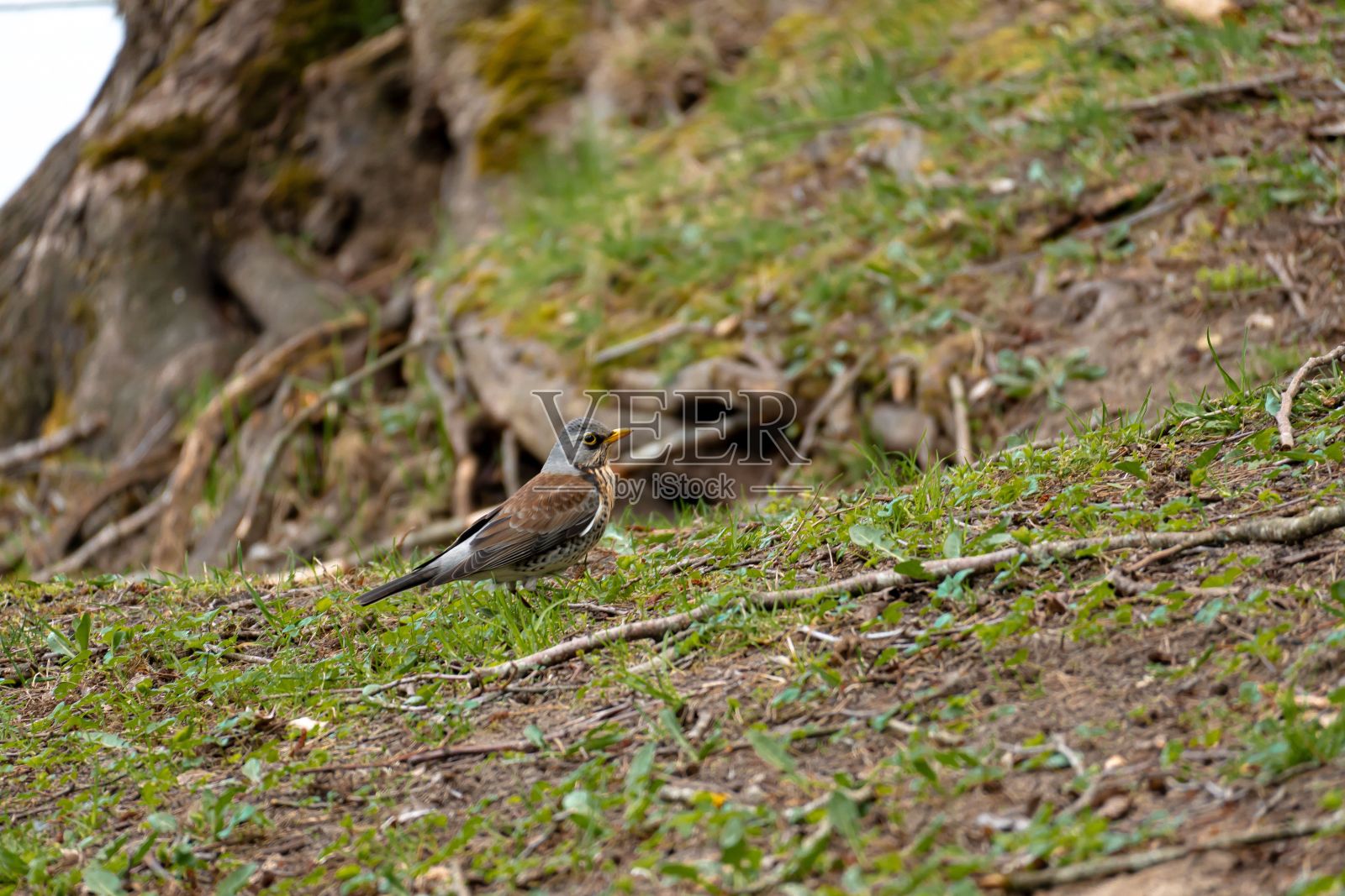 一个野外动物在草地上行走的特写镜头照片摄影图片