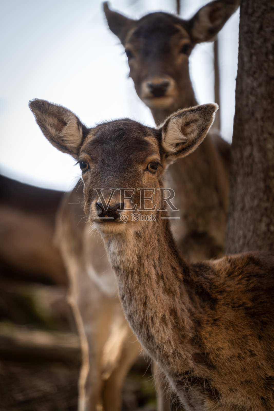 白天森林里的鹿的垂直镜头照片摄影图片