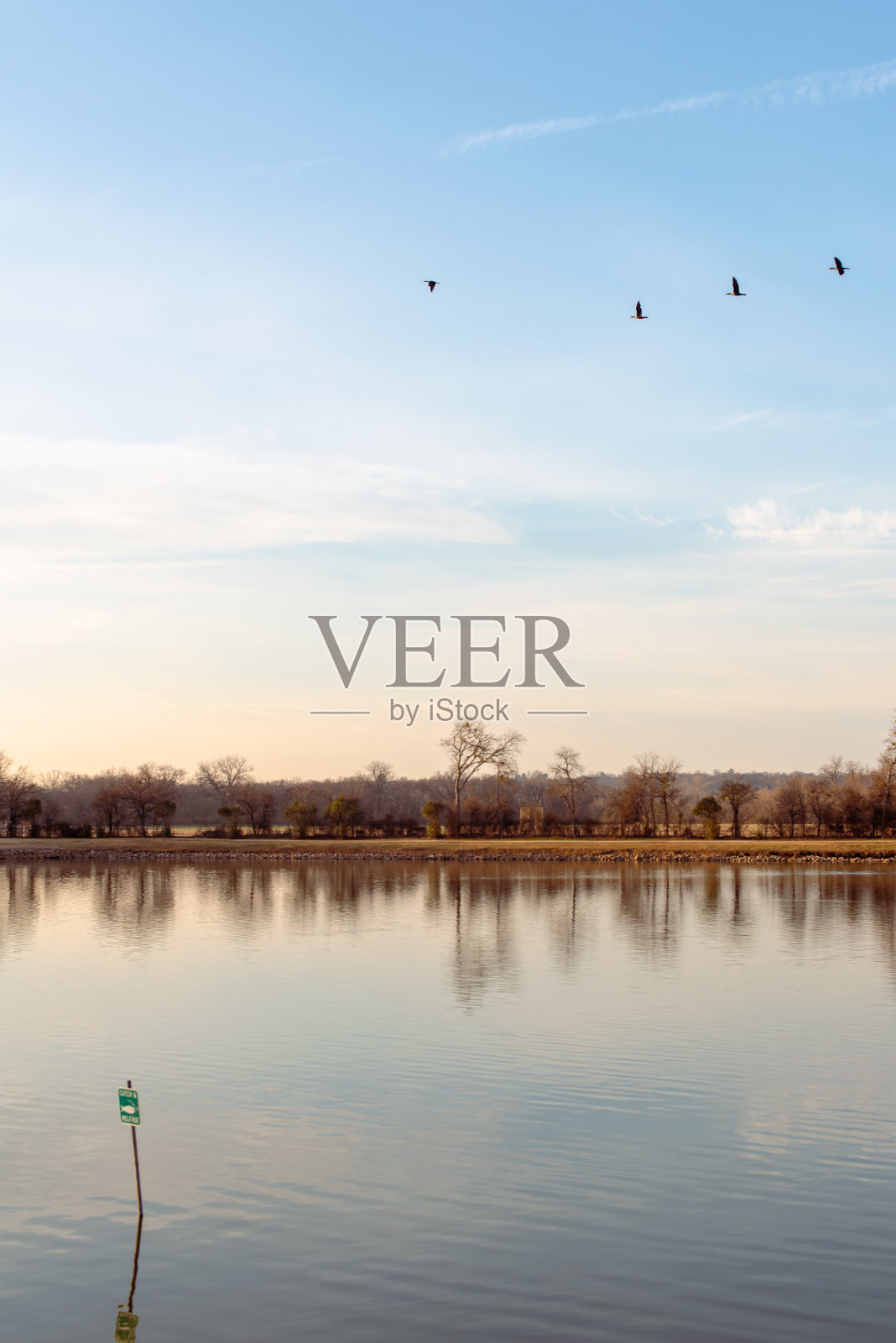 美丽的照片，宁静的湖泊被森林包围，鸟儿在天空中飞翔照片摄影图片