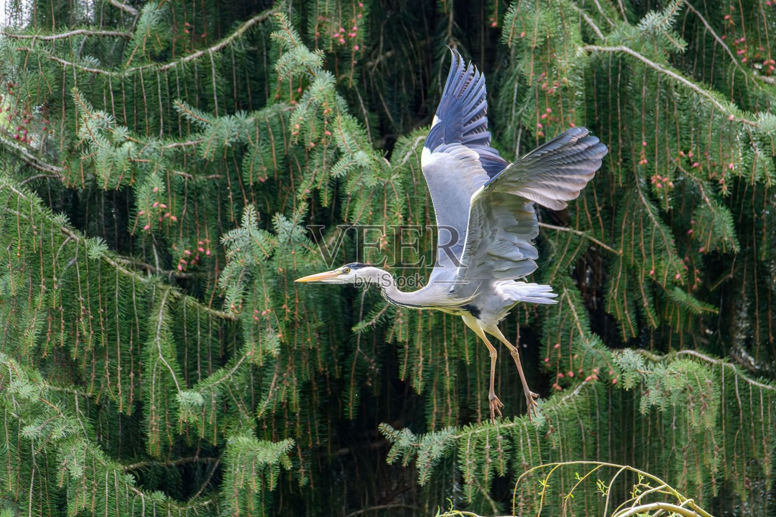 一只灰鹭在森林中飞行的选择性聚焦照片摄影图片