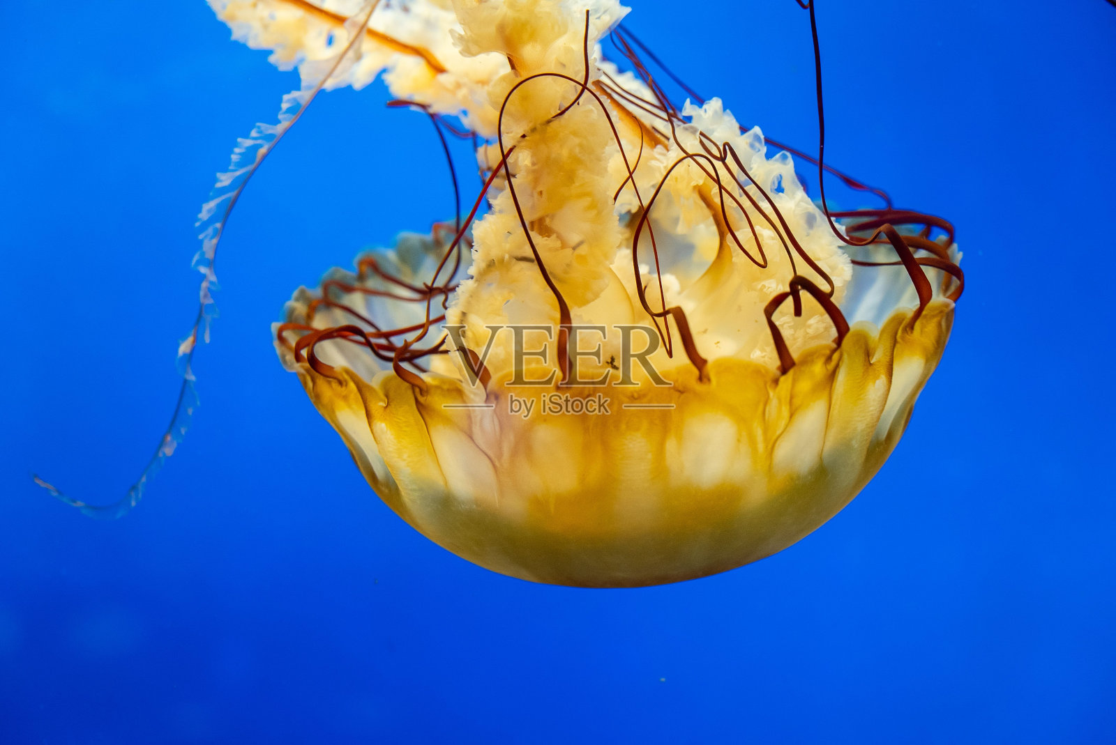 水下水母的特写镜头照片摄影图片