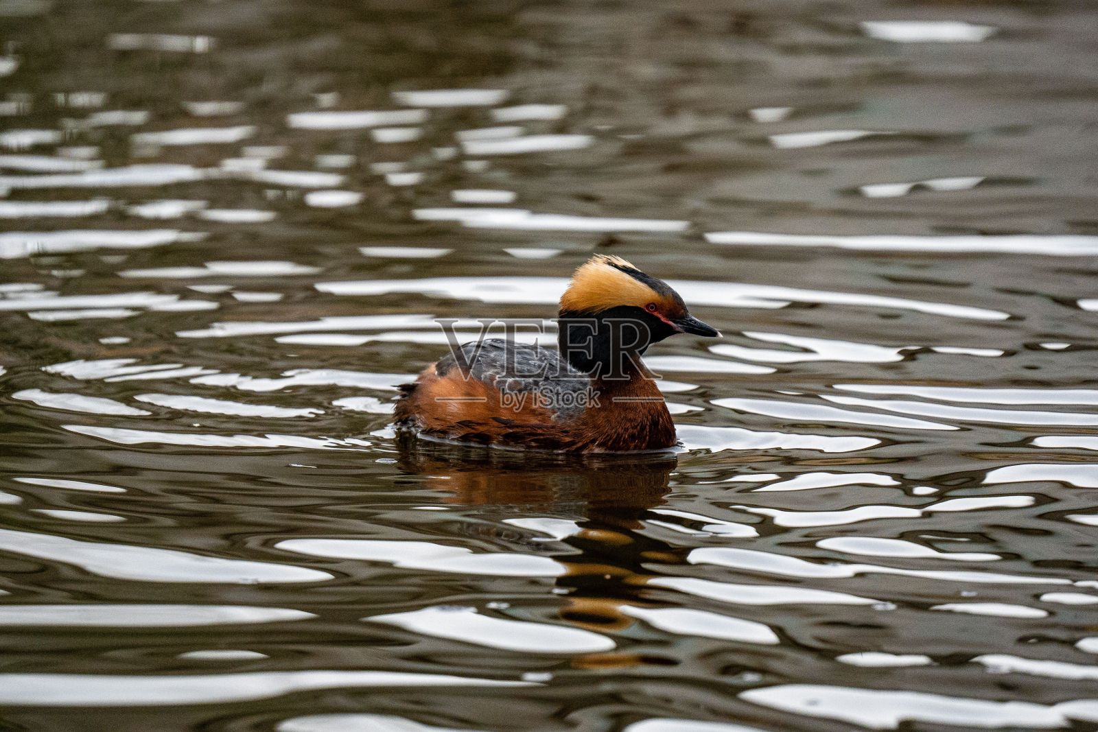 一只角鸭在湖面上游泳的特写镜头照片摄影图片