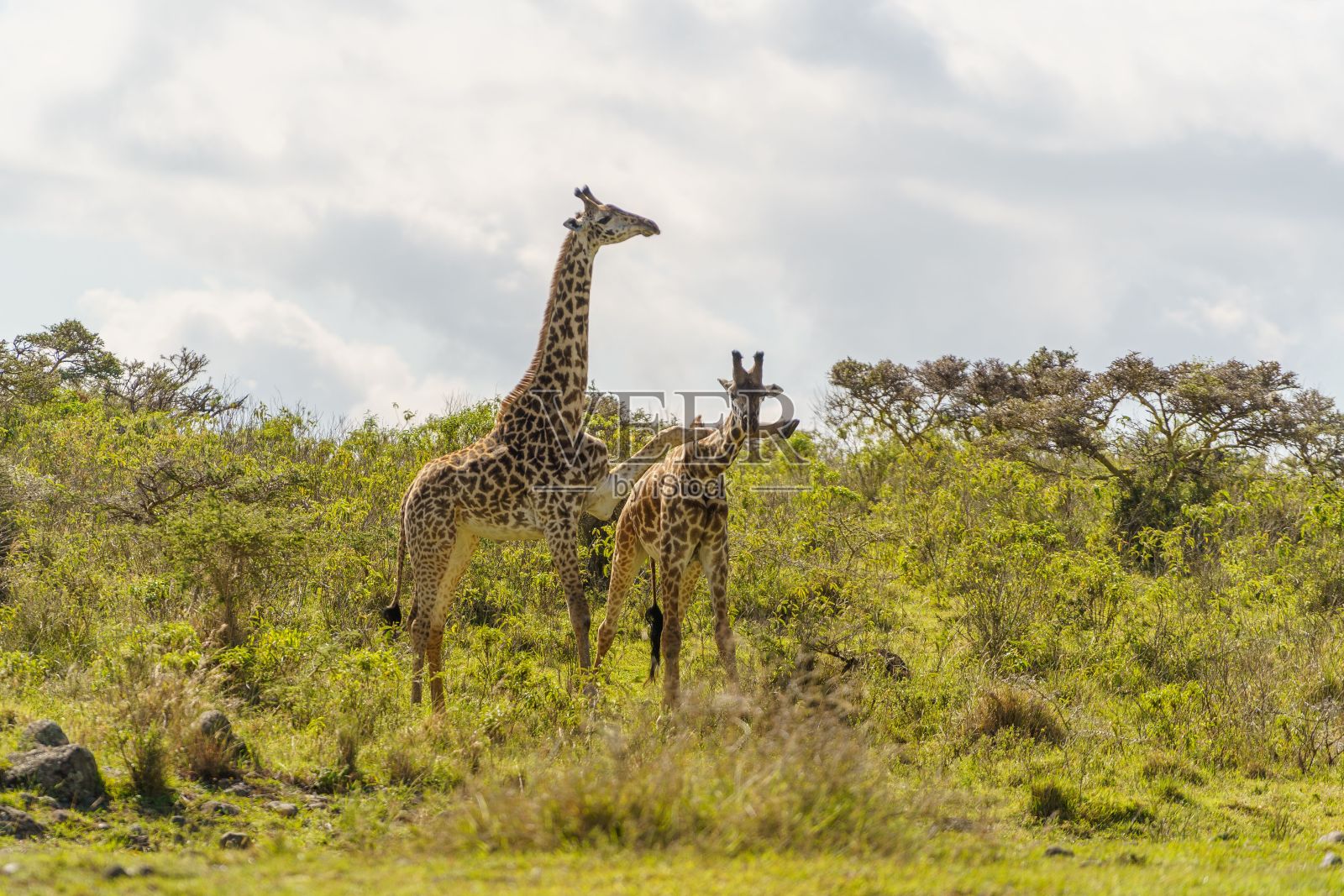 在阳光明媚的日子里，在绿树成荫的田野里欣赏美丽的长颈鹿照片摄影图片