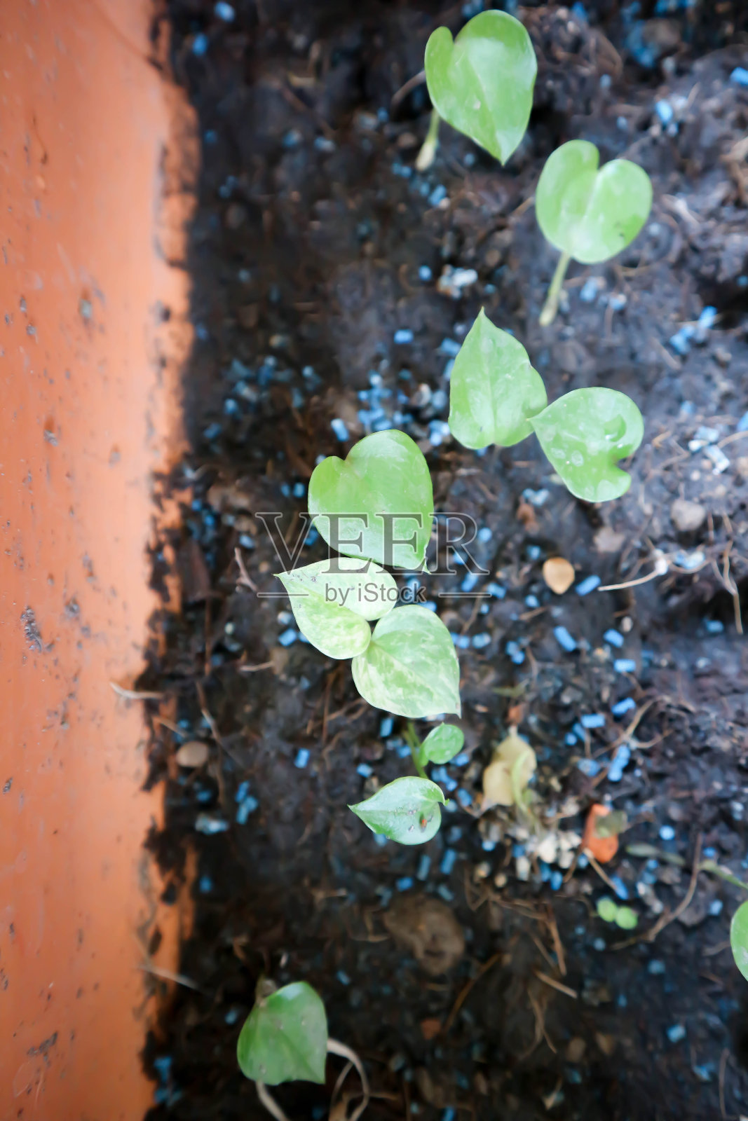 文艺复兴红掌或文艺复兴红掌植物，小型红掌照片摄影图片