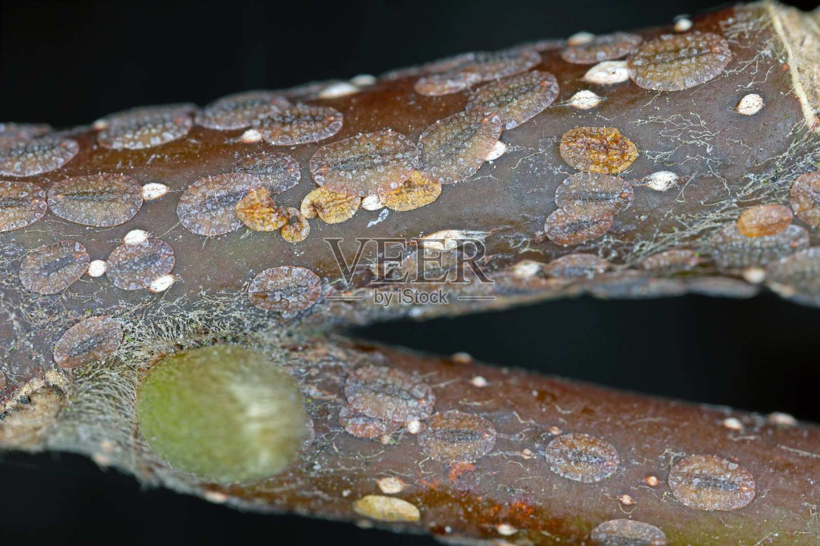 花园里玉兰上的蚧虫(蚧科)。它们是各种植物的危险害虫。它们通常被称为软鳞、蜡鳞或龟鳞。照片摄影图片