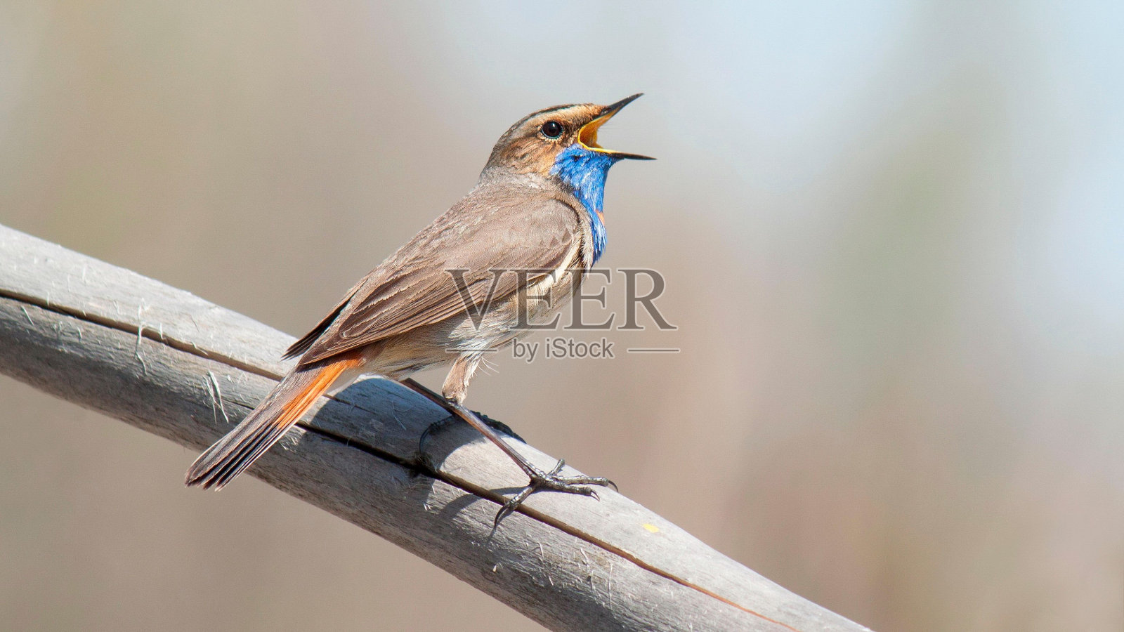 一只蓝喉鸟在阳光下栖息在树枝上唱歌照片摄影图片