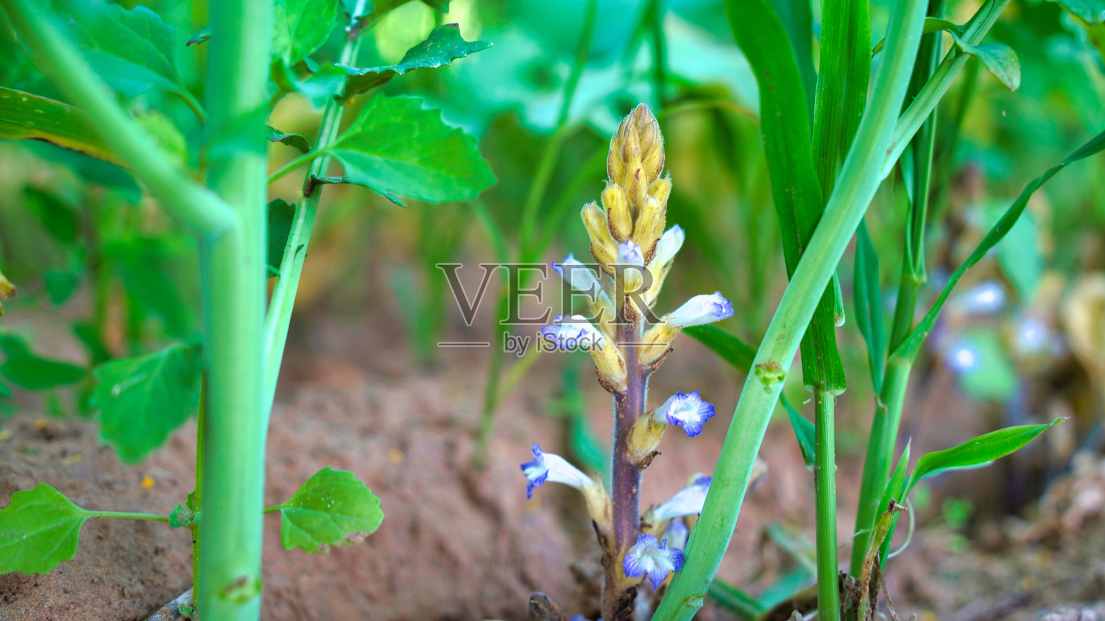 植物是白卷心菜上的寄生虫。伟大的印度圣诞树。照片摄影图片