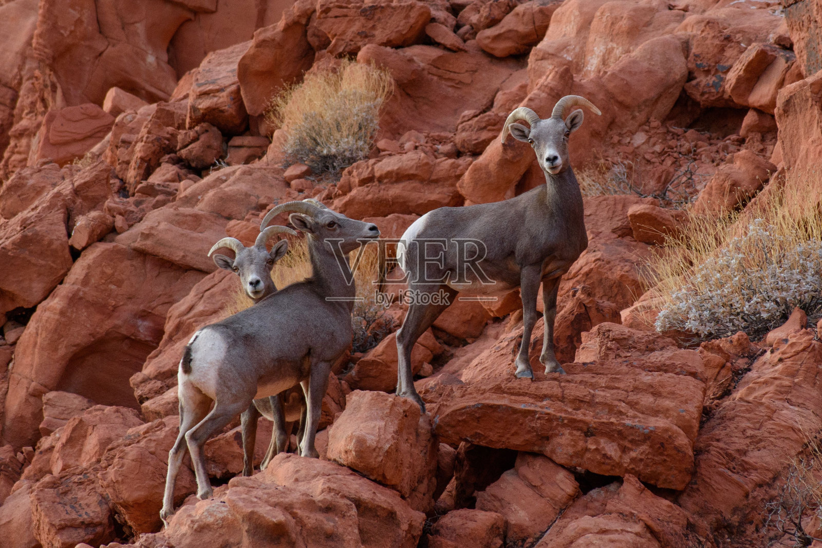 大角羊站在内华达沙漠的岩石上照片摄影图片