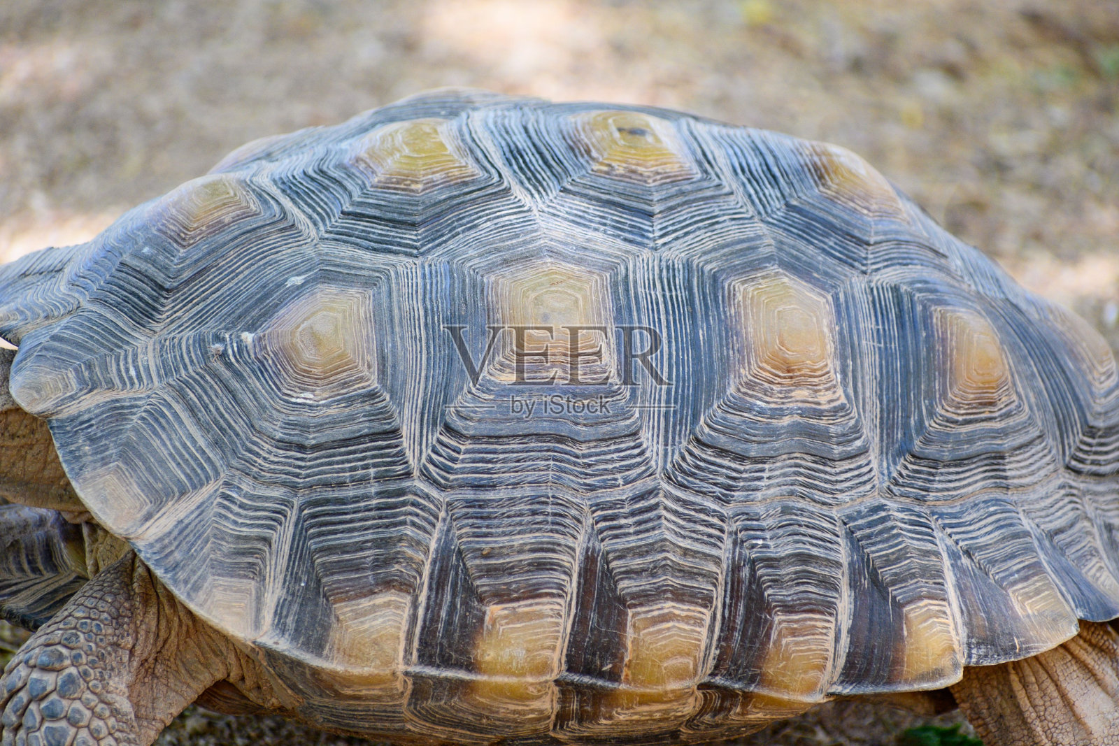 沙漠龟壳的特写镜头照片摄影图片