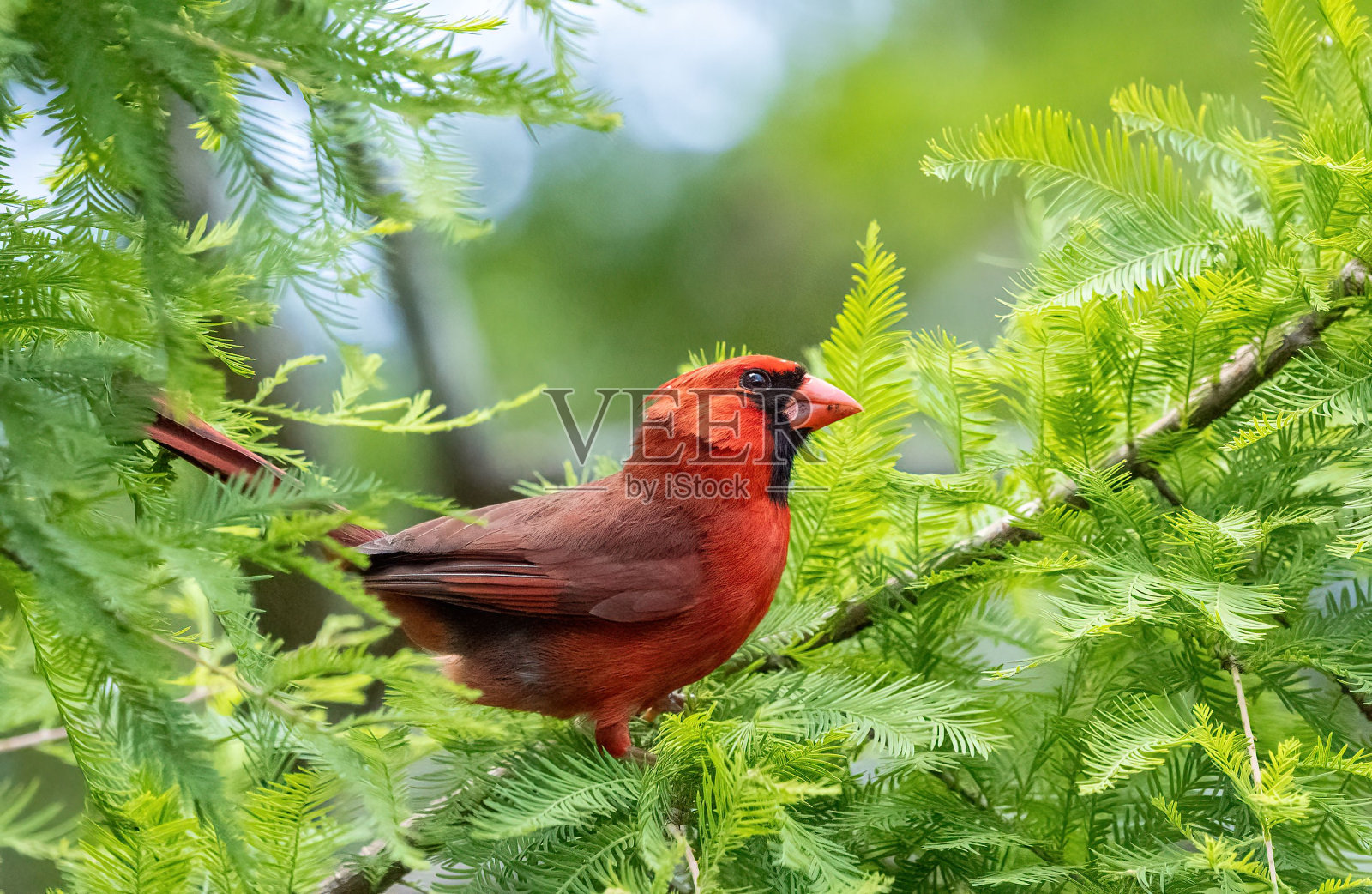 一只美丽的红色红雀栖息在树上的特写镜头照片摄影图片