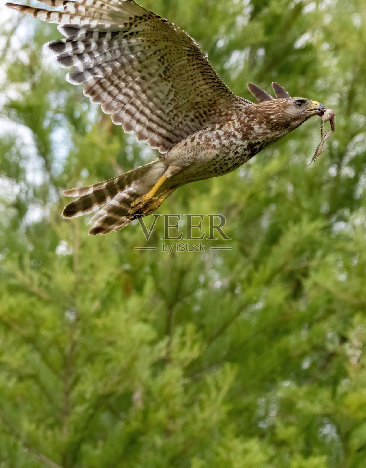 垂直拍摄一只红肩鹰在一棵绿色的树附近飞行照片摄影图片