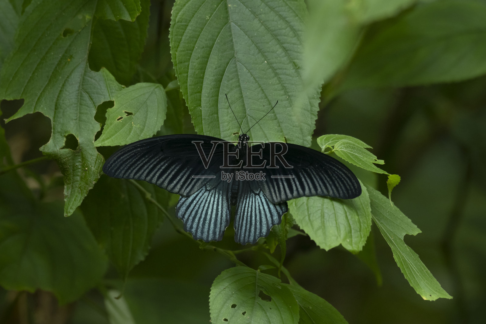 大摩门，蝴蝶，蝴蝶，泰国keng Krachan国家公园照片摄影图片