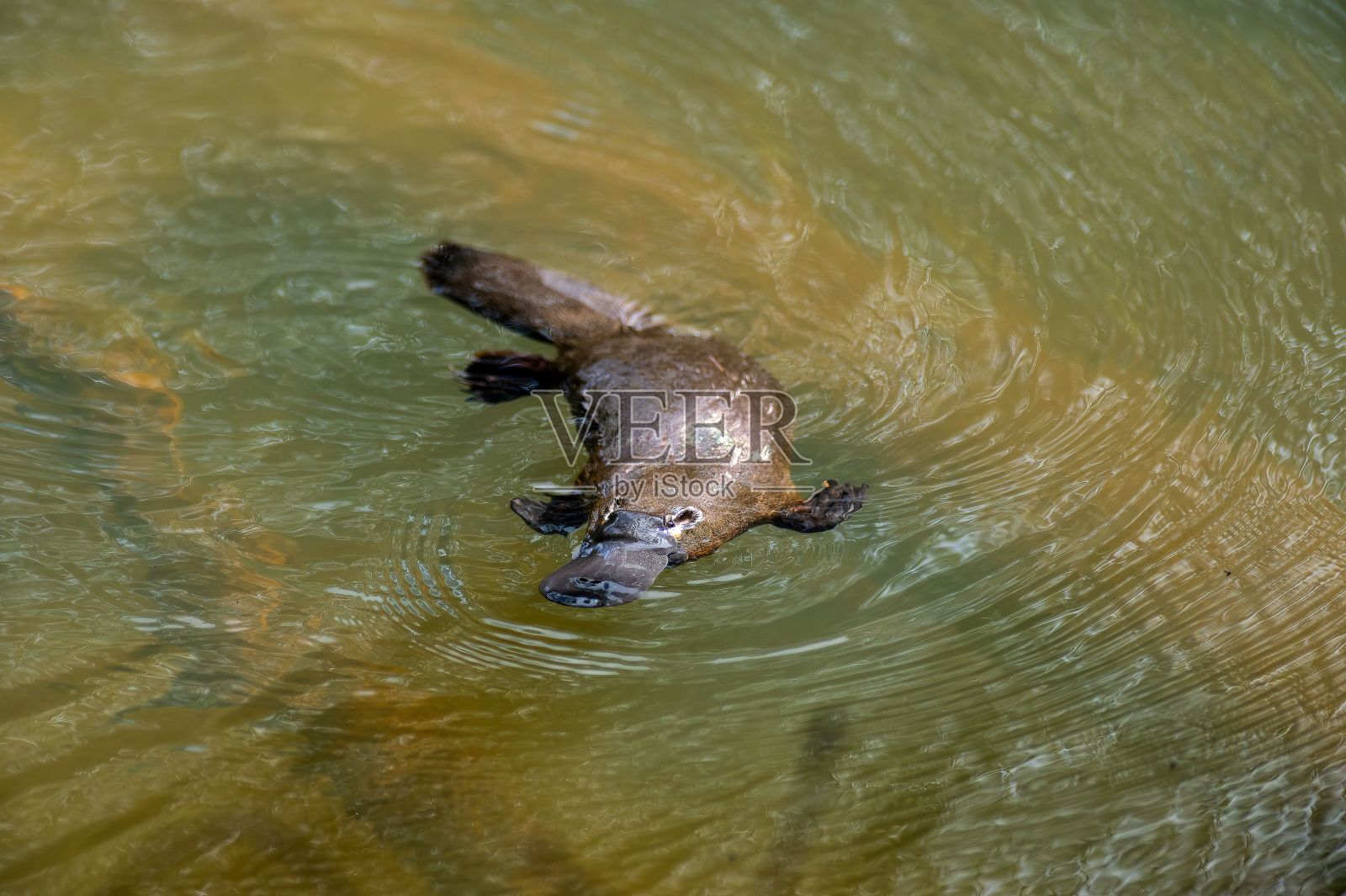 湖面上游泳的海狸照片摄影图片