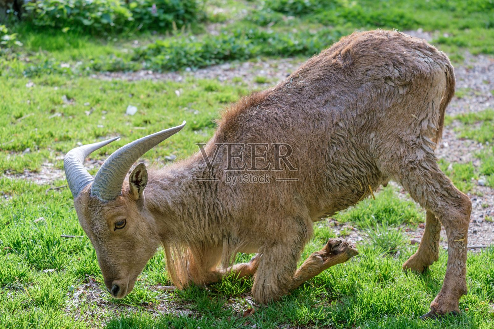 在奥地利哈格的Tierpark Stadt动物园，一只巴巴里羊跪在草地上吃东西照片摄影图片