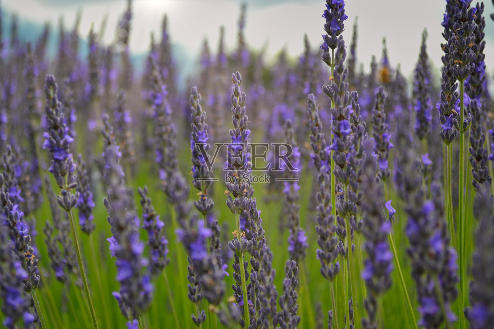 农场里盛开的薰衣草花的选择性聚焦镜头照片摄影图片