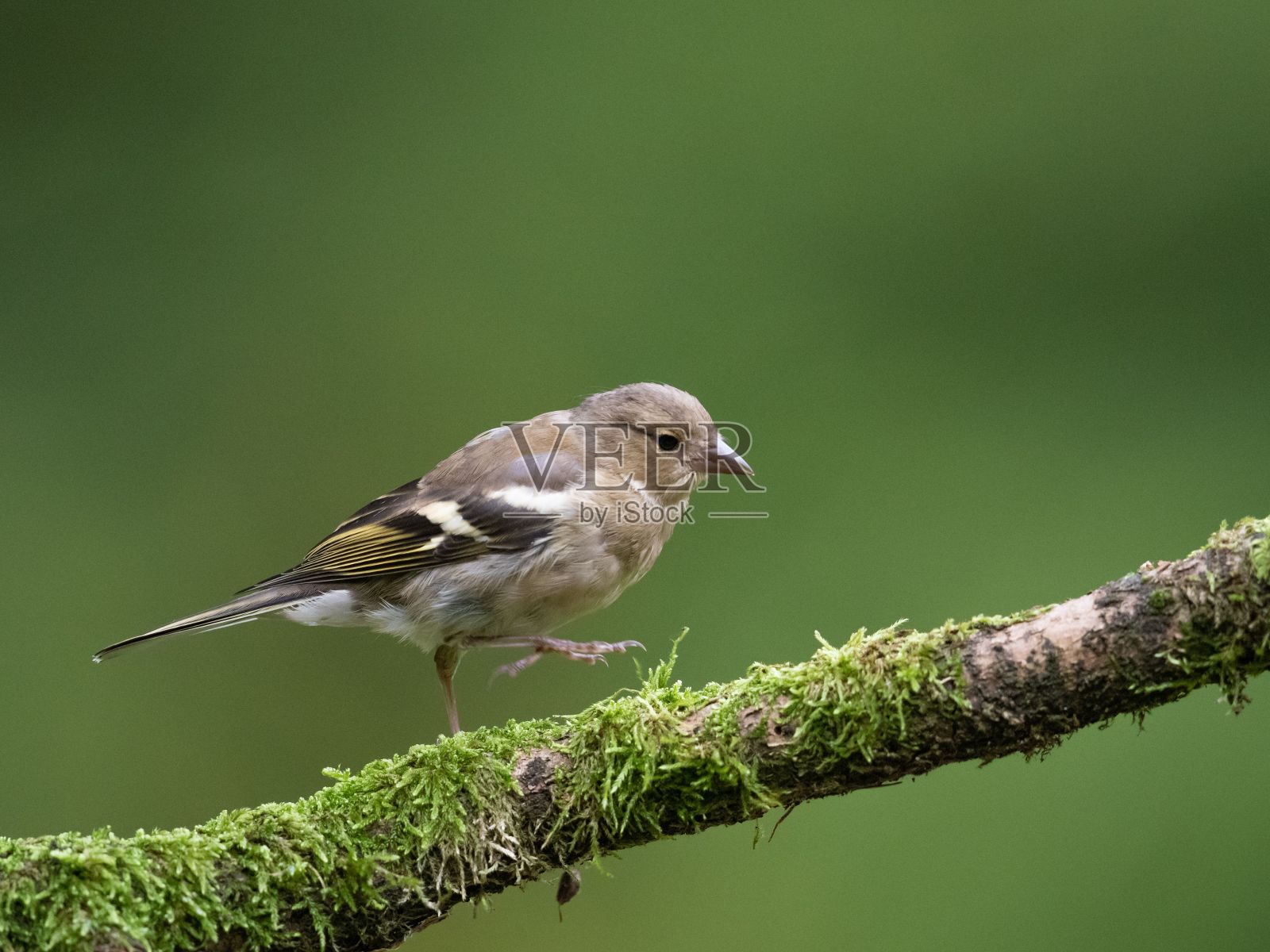 选择性聚焦拍摄一只可爱的雀鸟沿着树枝行走照片摄影图片
