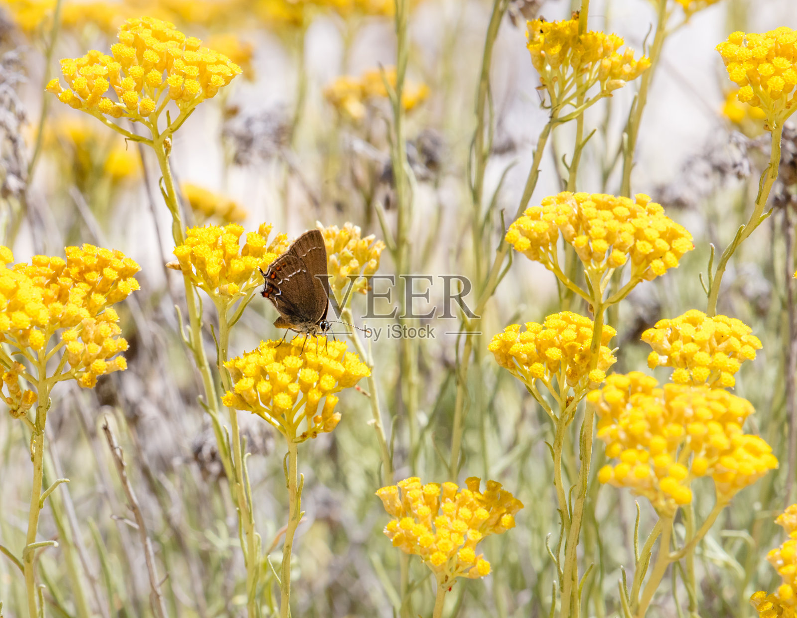 一张蝴蝶在黄色咖喱植物上的特写，背景模糊照片摄影图片