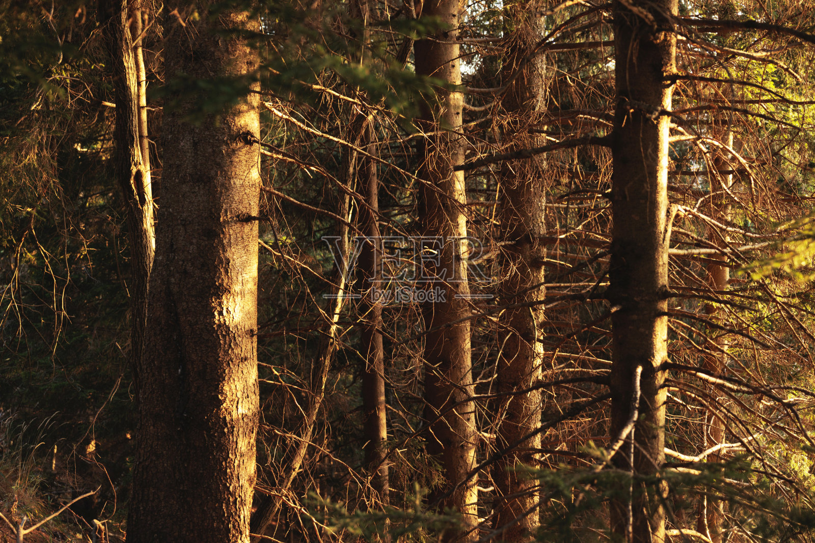 近距离观察一些针叶树的树干和光秃秃的树枝，在日落时被太阳的橙色光从侧面照亮照片摄影图片