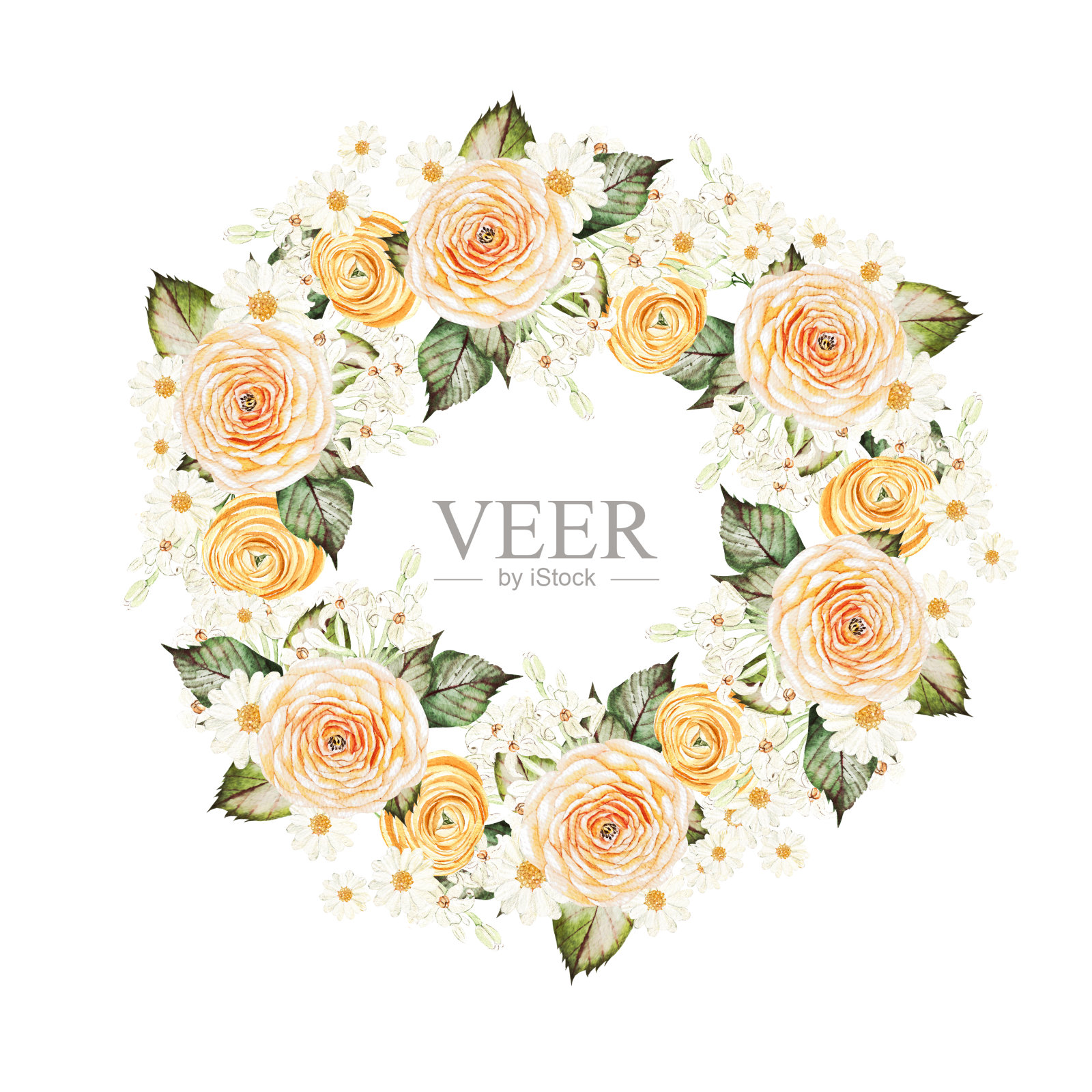 毛茛，洋甘菊花，花环在白色背景，水彩插图插画图片素材