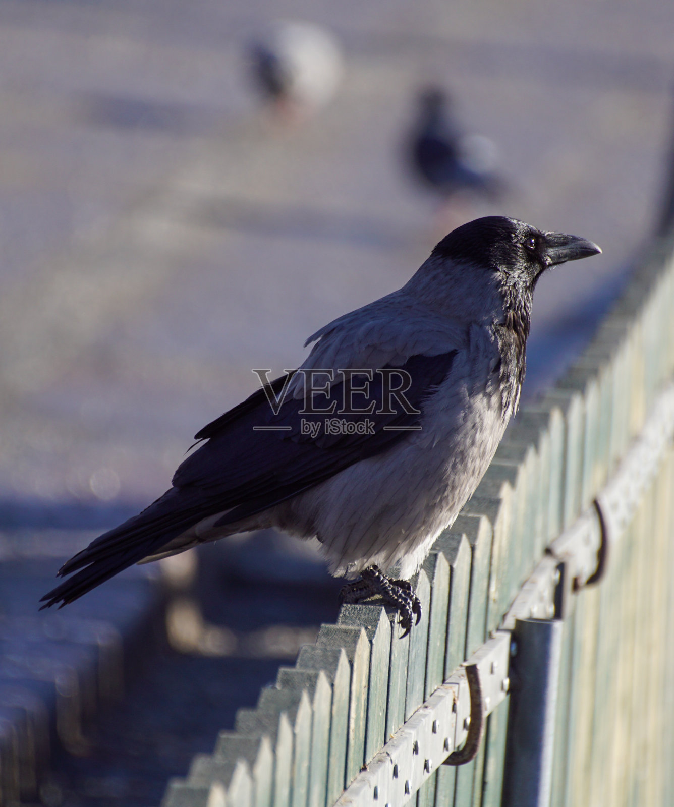鸟儿栖息在栏杆上的特写镜头照片摄影图片