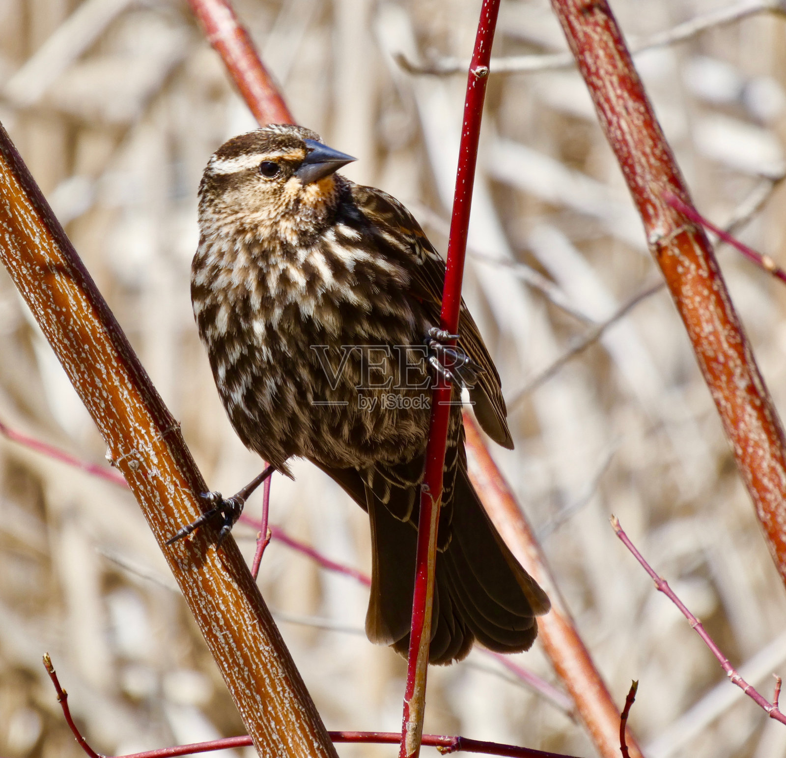 红翼黑鸟，雌性照片摄影图片