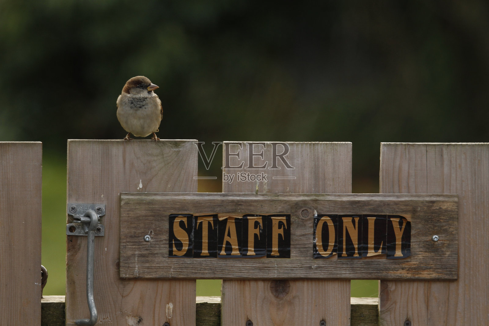 单只雄性家麻雀栖息在栅栏上照片摄影图片